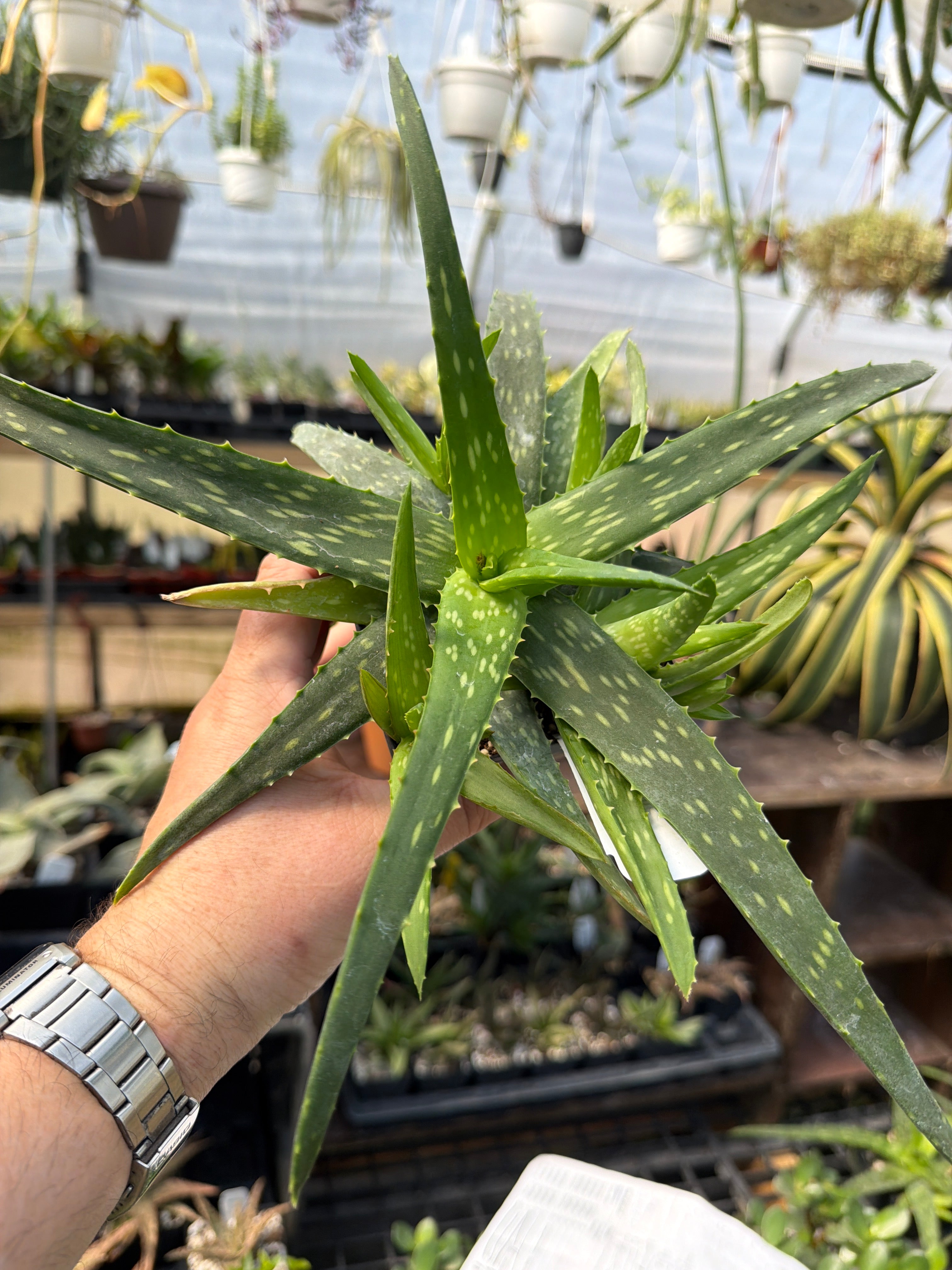 Aloe sinkatana - Sudanese Aloe – Shady Grove Greenhouse
