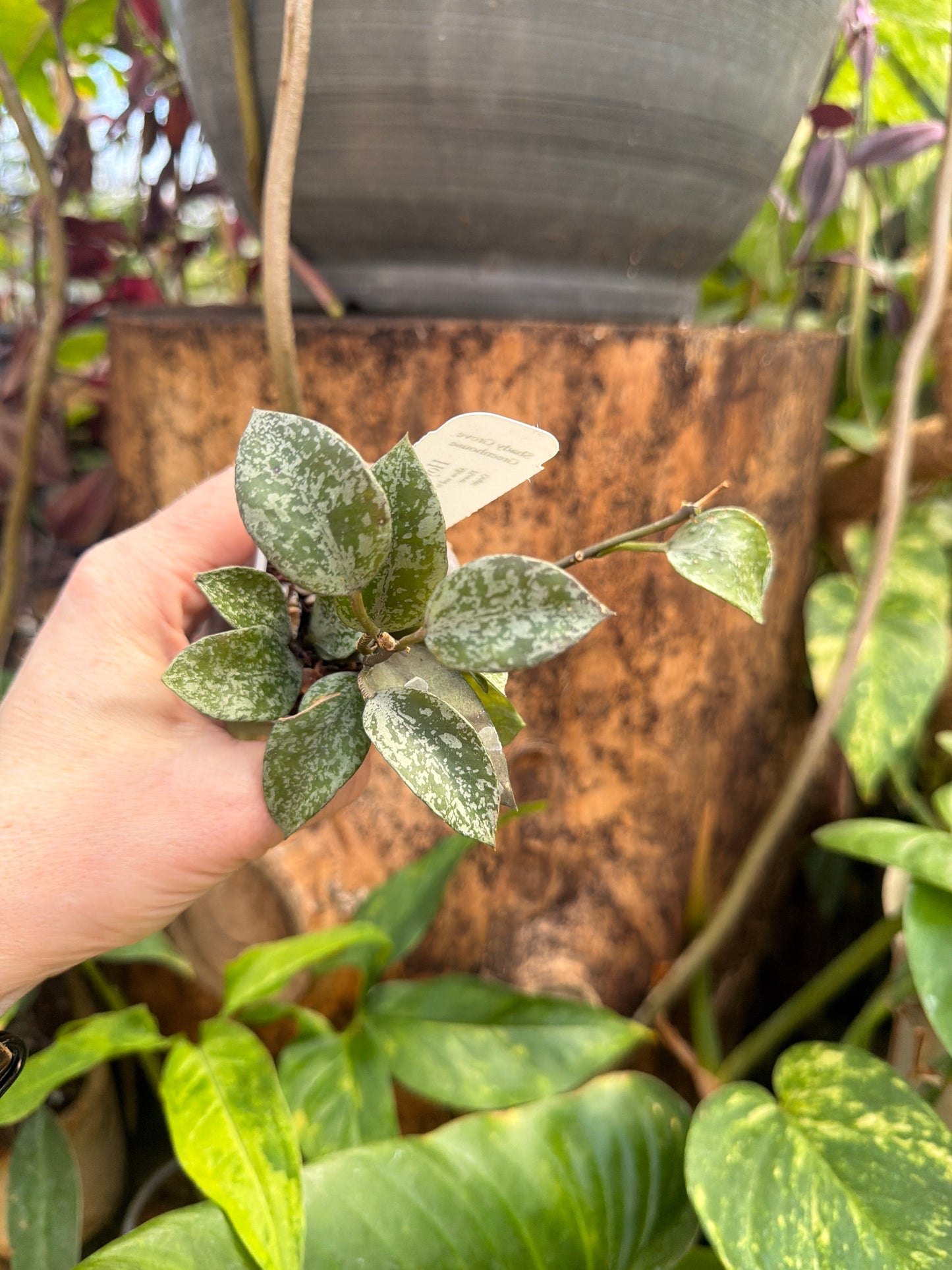 Hoya Lacunosa Gayung
