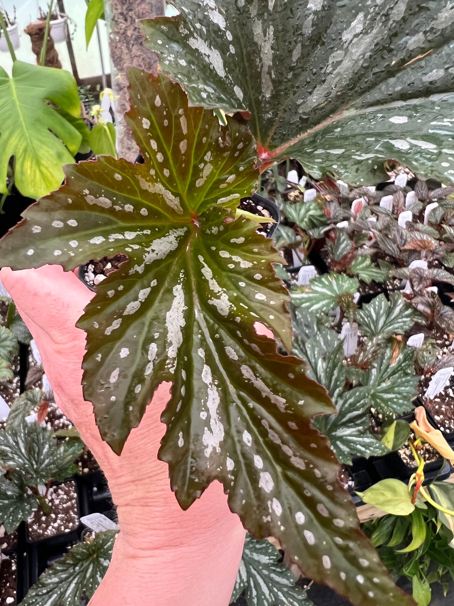 Begonia ‘Lana’ 2” pot - Growers Choice