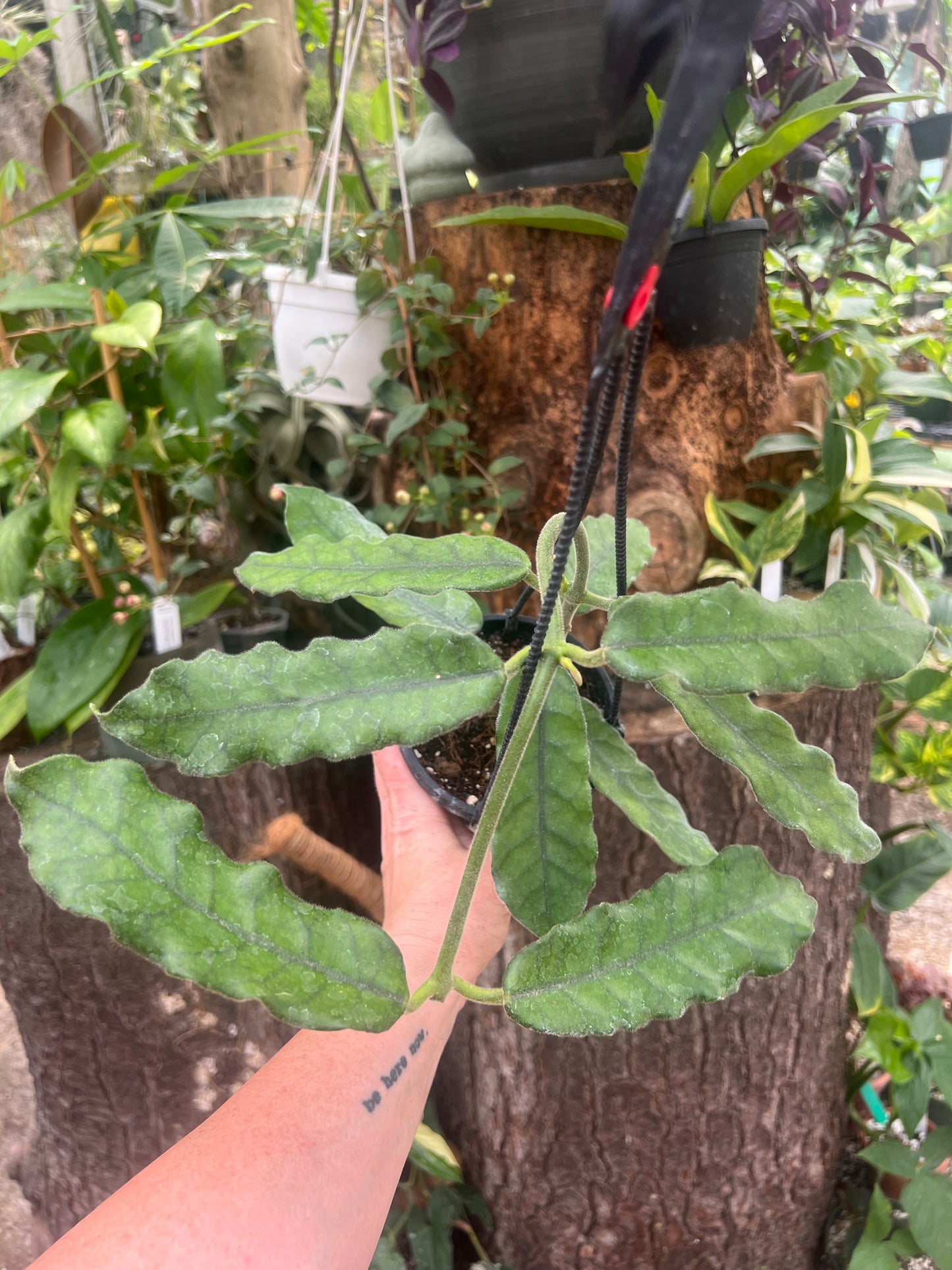 Hoya globulosa 4” hanging basket - Exact Plant