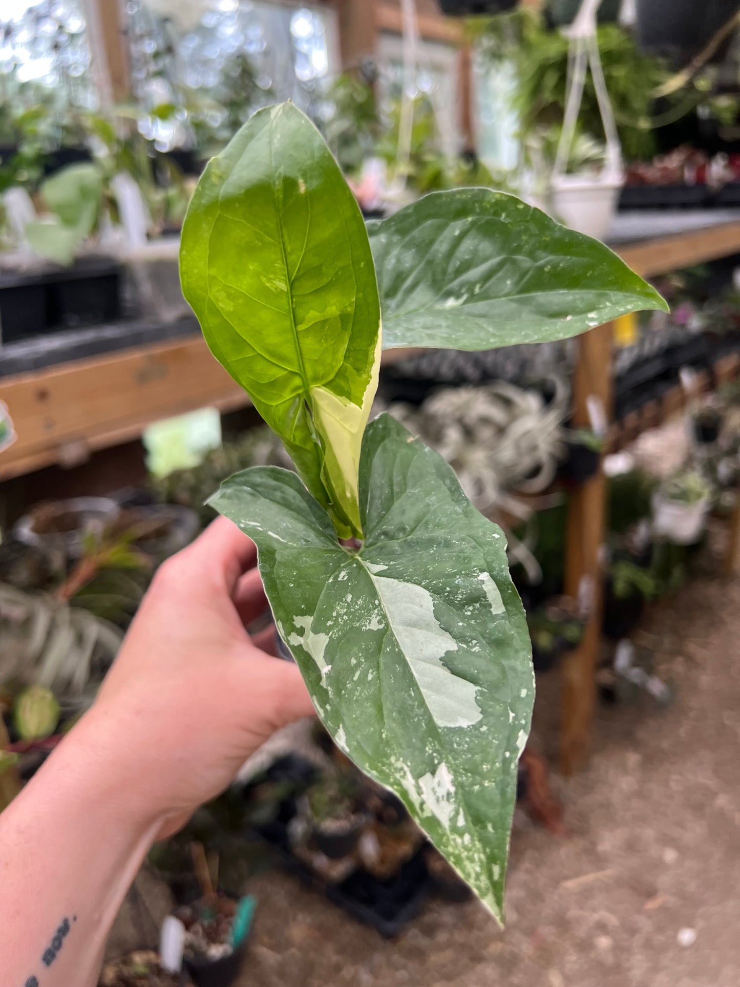Syngonium Albo 2”pot - Exact Plant