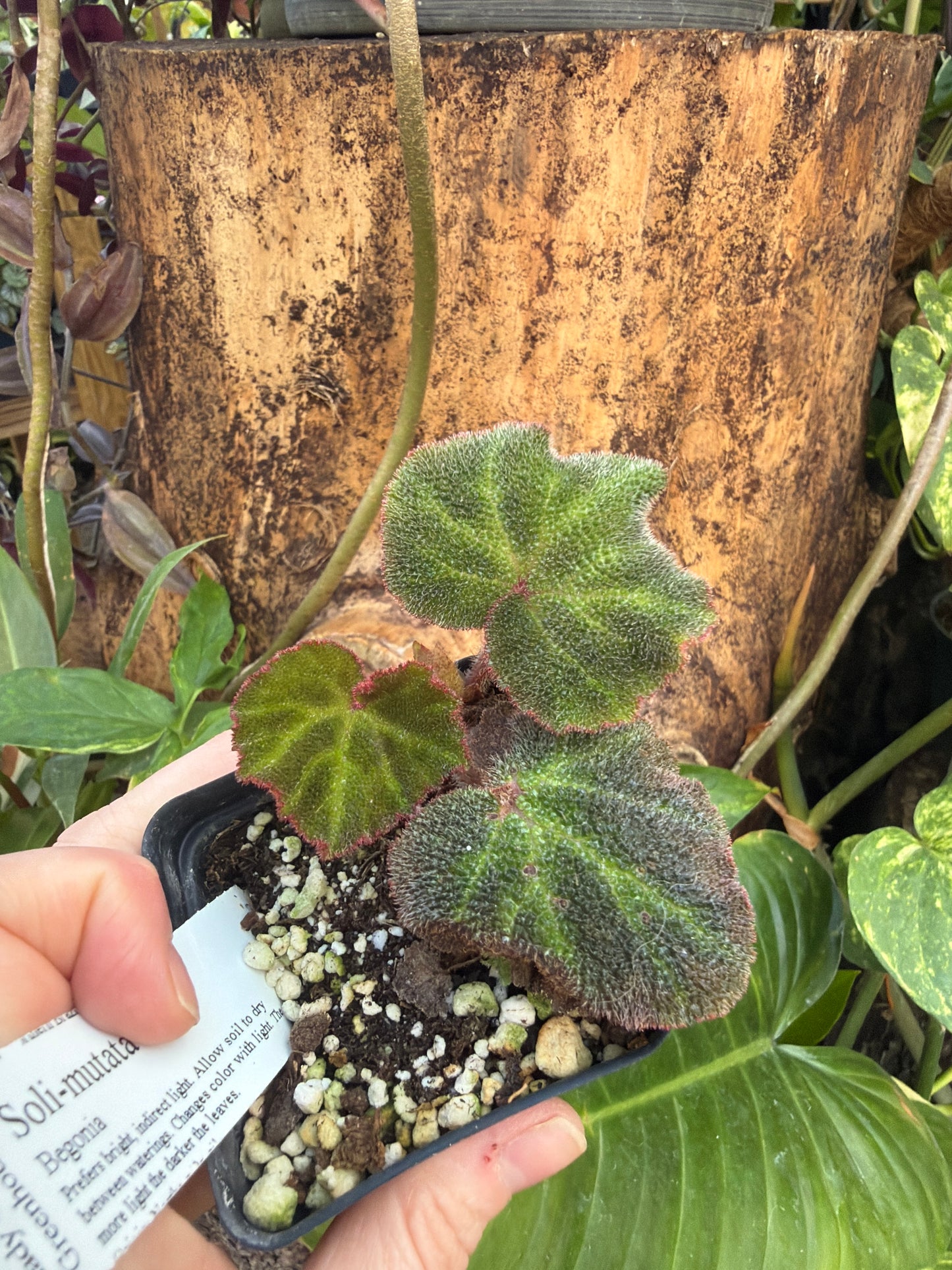 Begonia ‘Soli Mutata’ 2” pot -Grower’s Choice