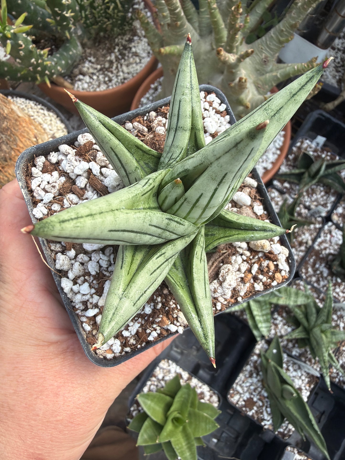 ‘Jupiter’ Sansevieria