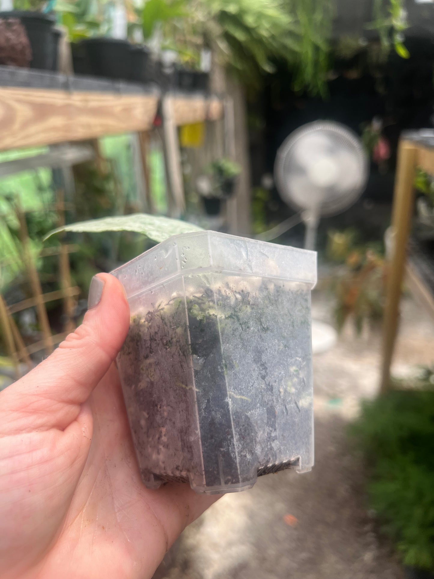 Hoya Pink Silver Ghost A 2”pot - Exact Plant