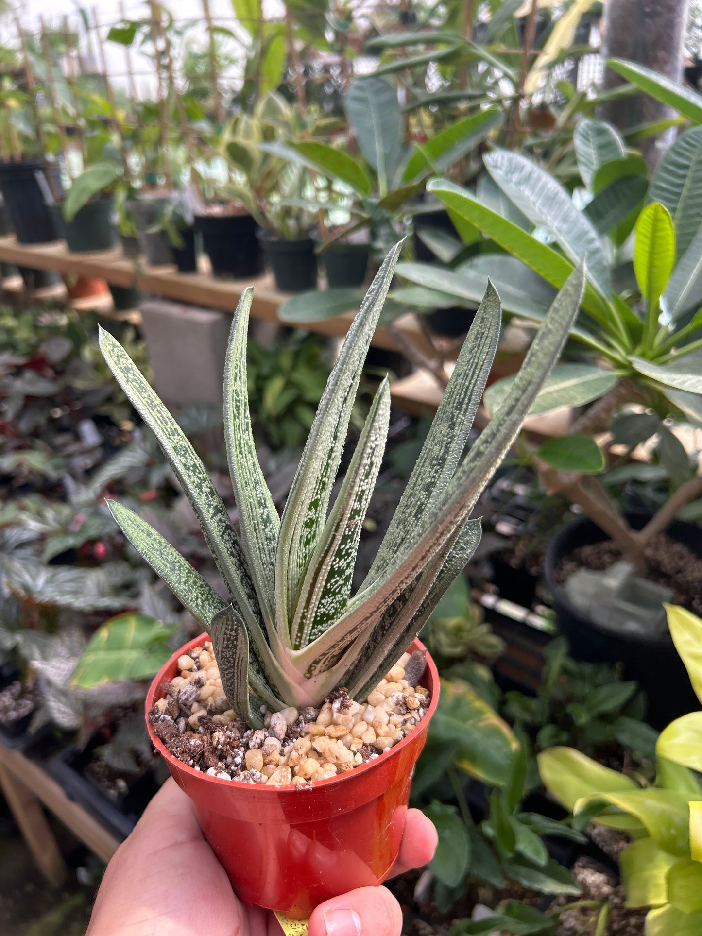Gasteria - ‘Little Warty’