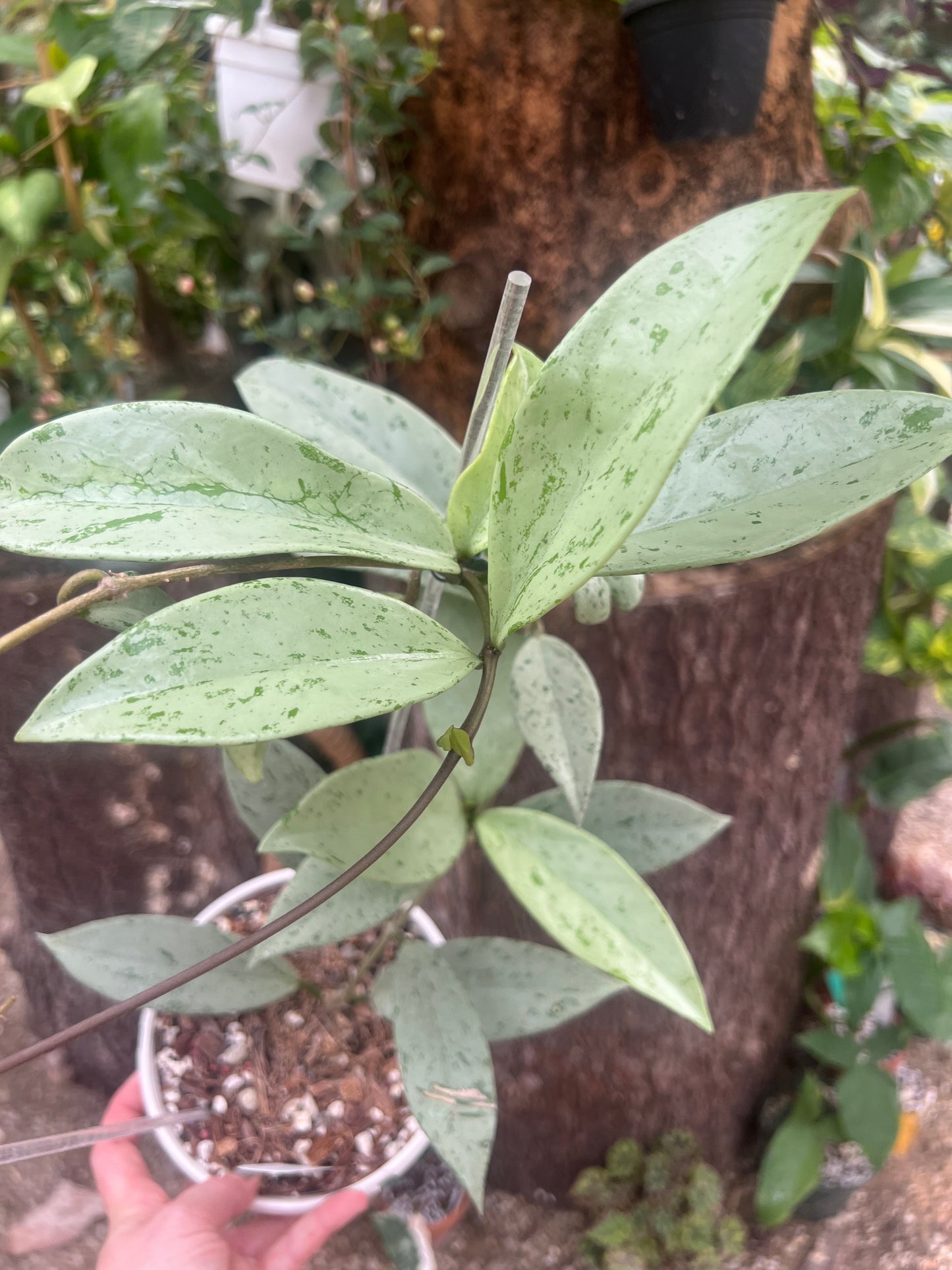 Hoya Pink Silver Ghost B 2”pot - Exact Plant