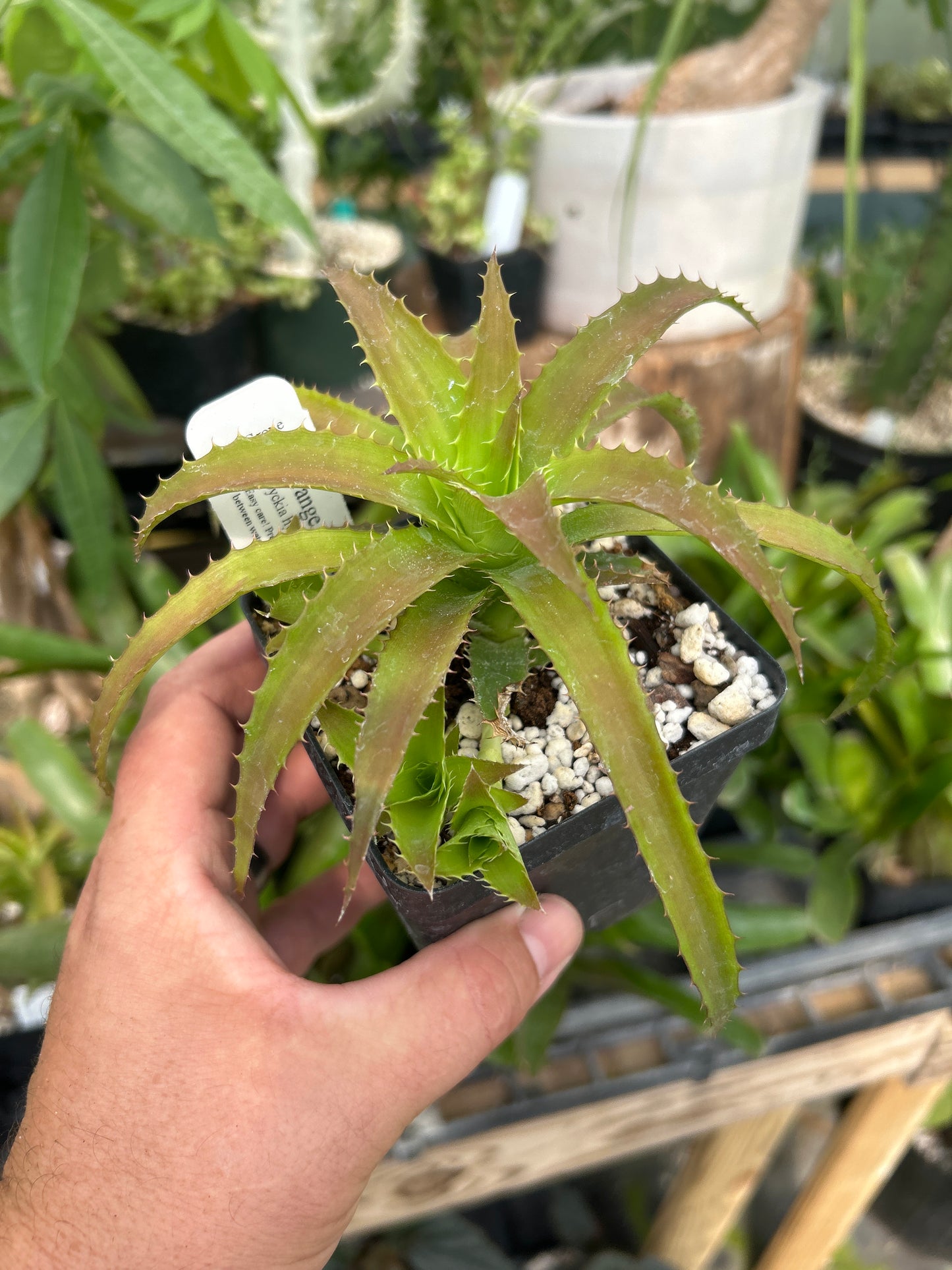 Dyckia ‘Orange Appeal’