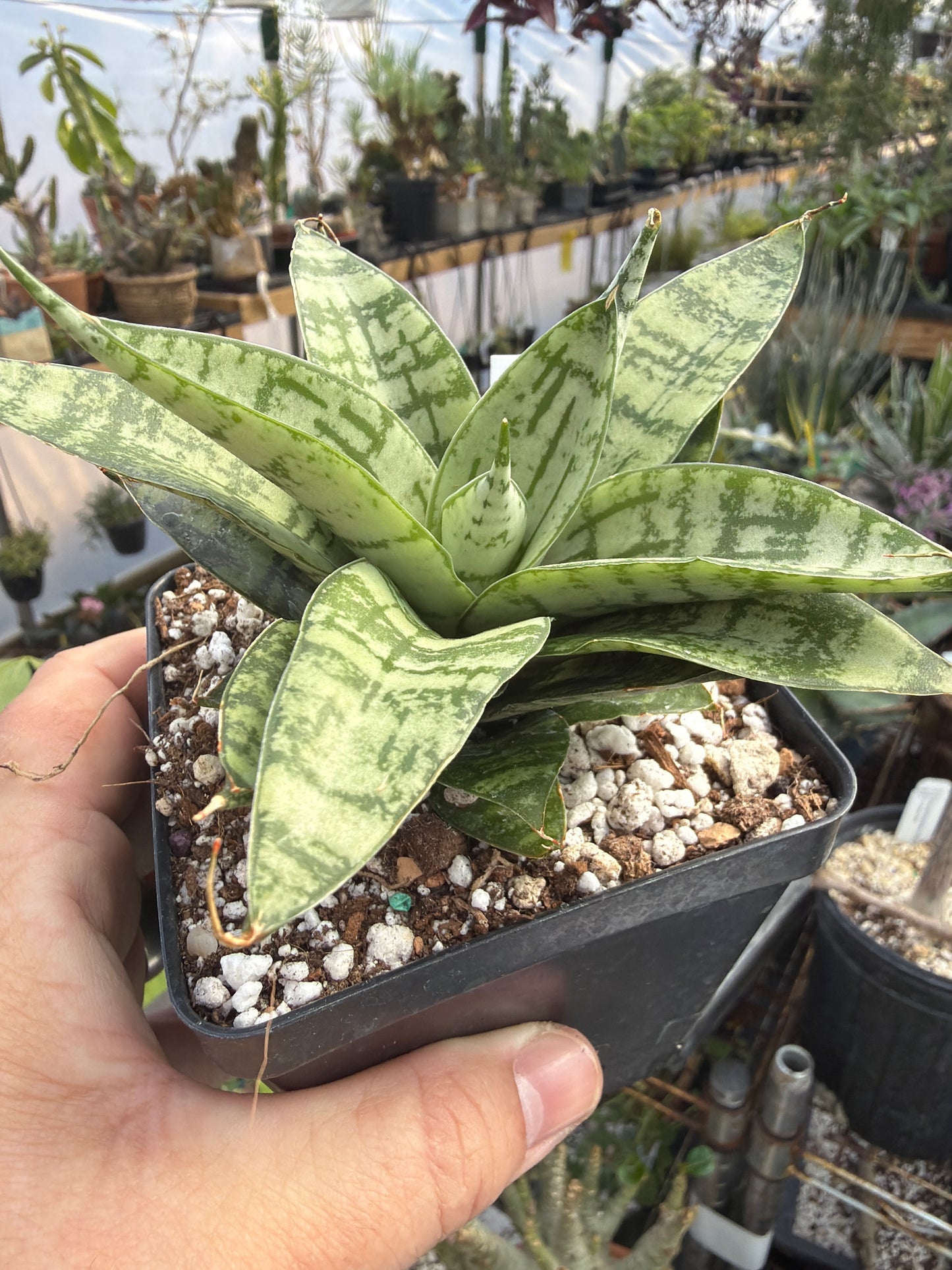 ‘Pandawa’ Sansevieria