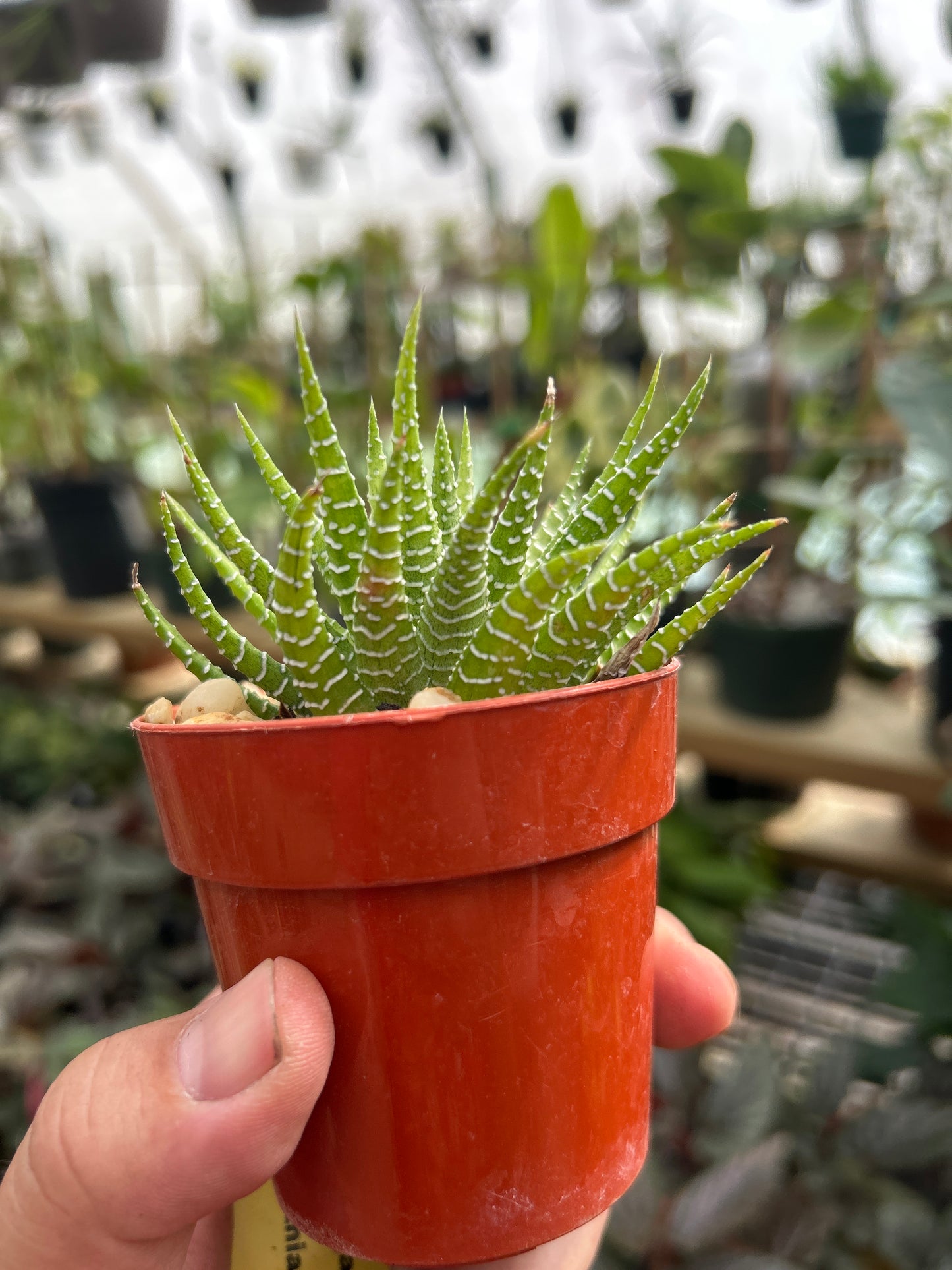 Variegated Zebra Haworthia