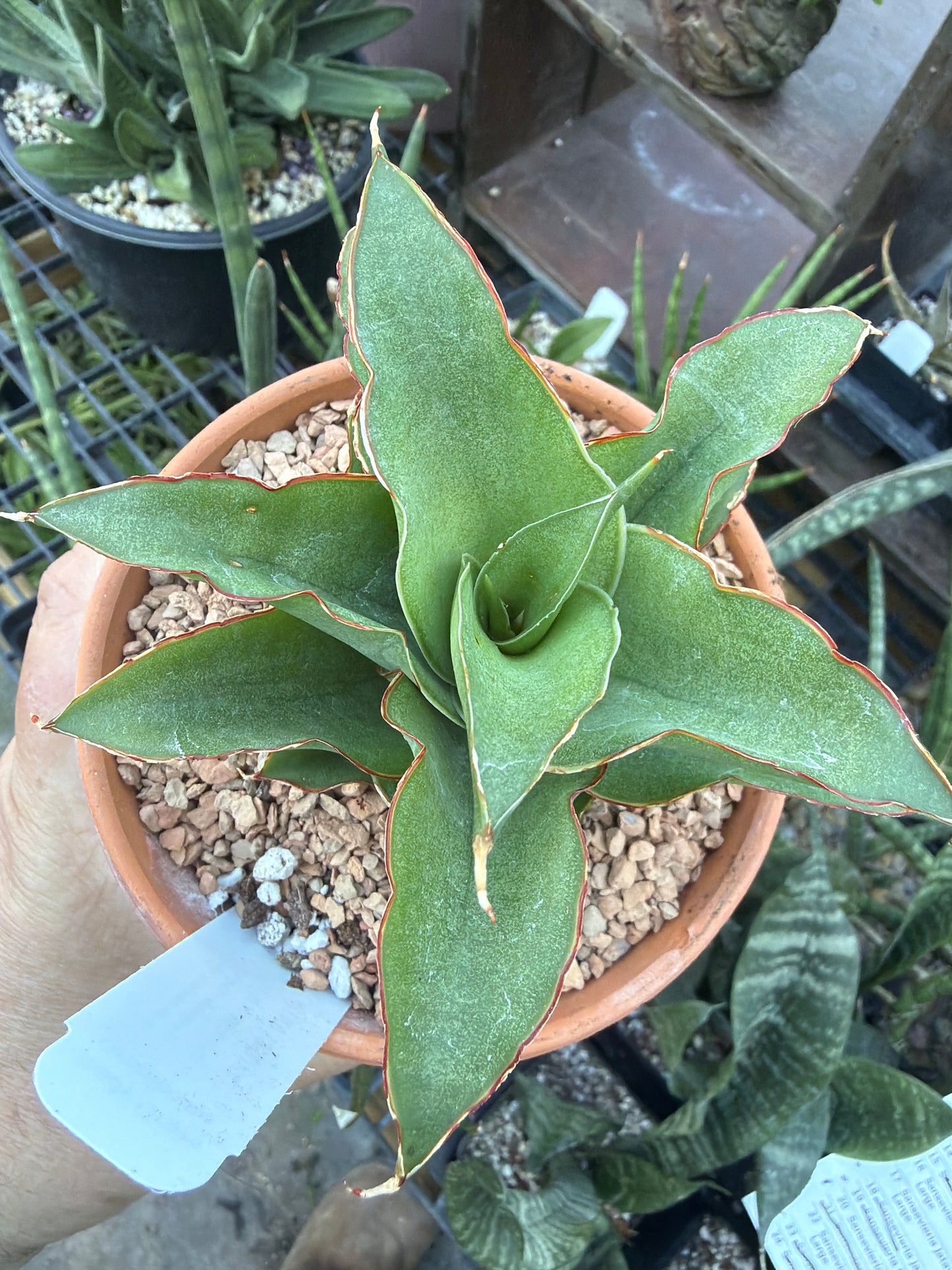 ‘Puyek’ Sansevieria