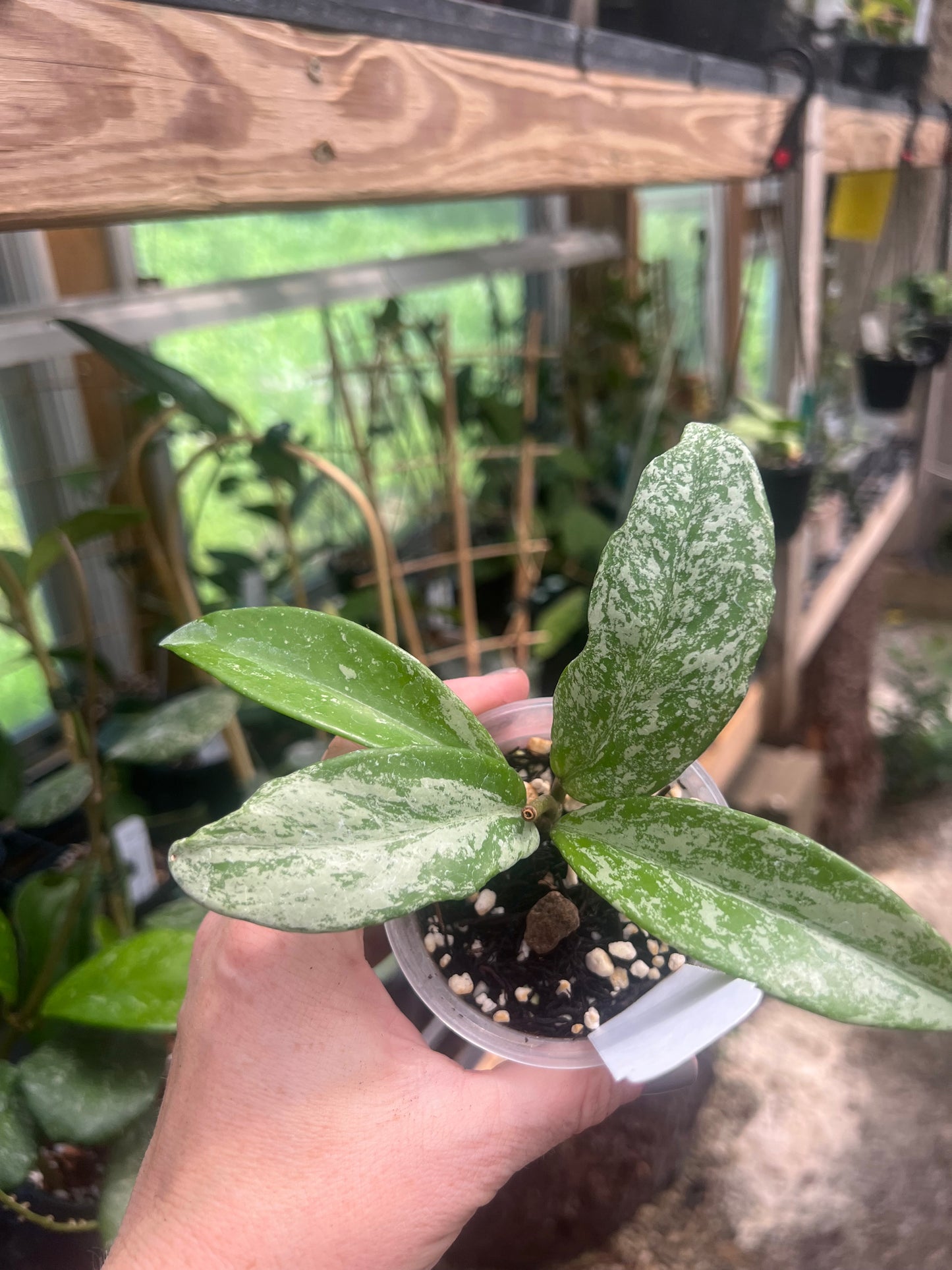 Hoya Pink Silver Ghost C 2”pot - Exact Plant