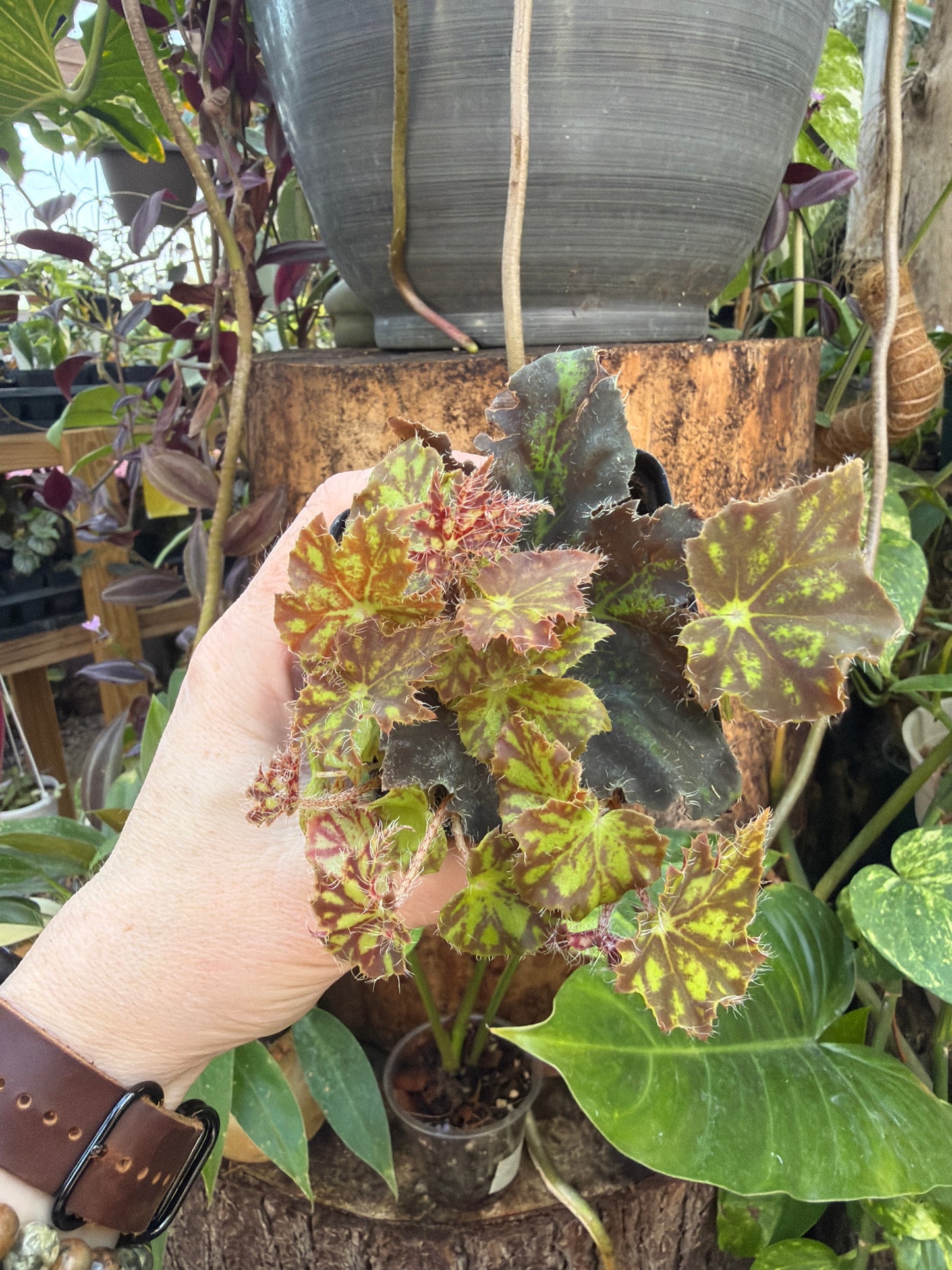 Begonia ‘Deco Daddy’ 2” pot -Grower’s Choice