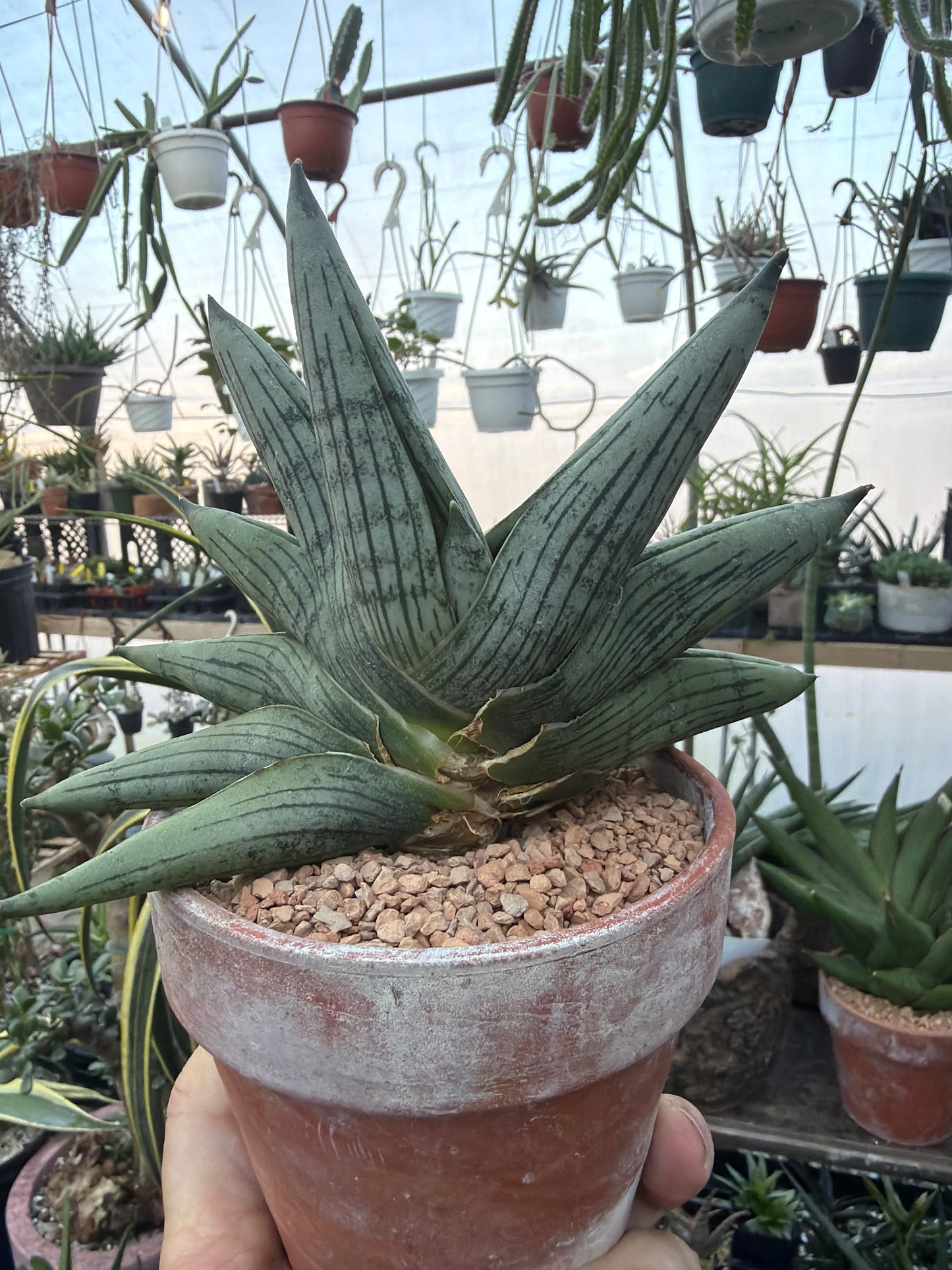 Sansevieria ‘Rookie’ EXACT PLANT
