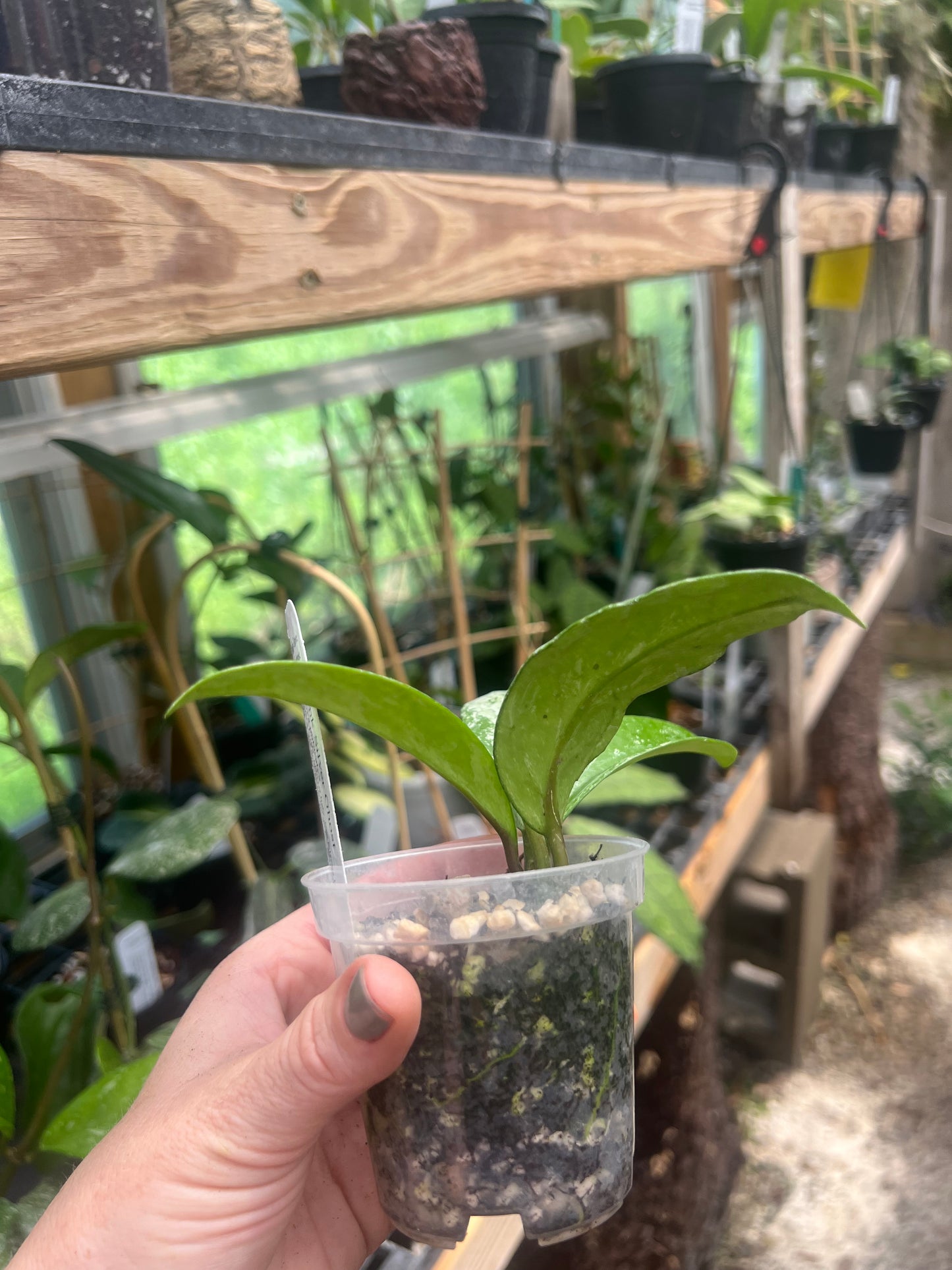 Hoya Pink Silver Ghost C 2”pot - Exact Plant