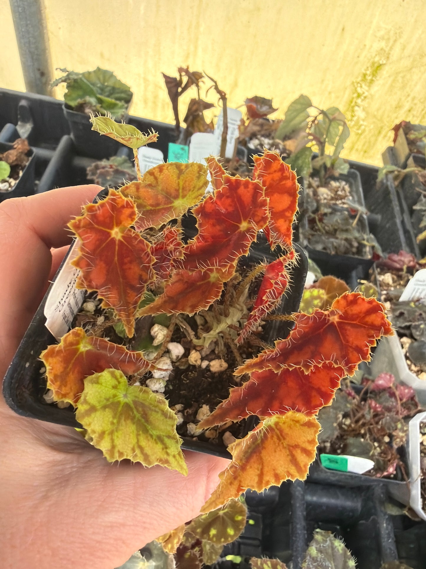 Begonia ‘Dancing Vera’ 2” pot -Grower’s Choice