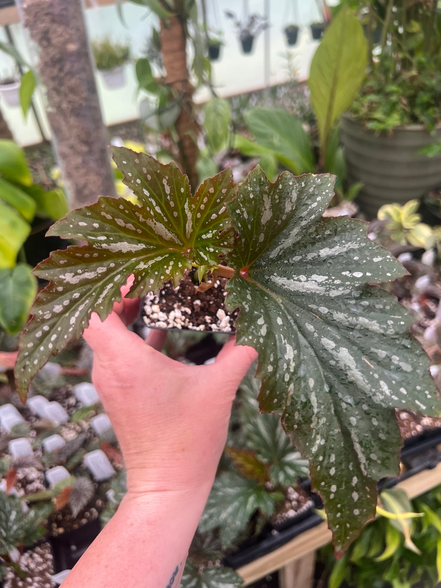 Begonia ‘Lana’ 2” pot - Growers Choice