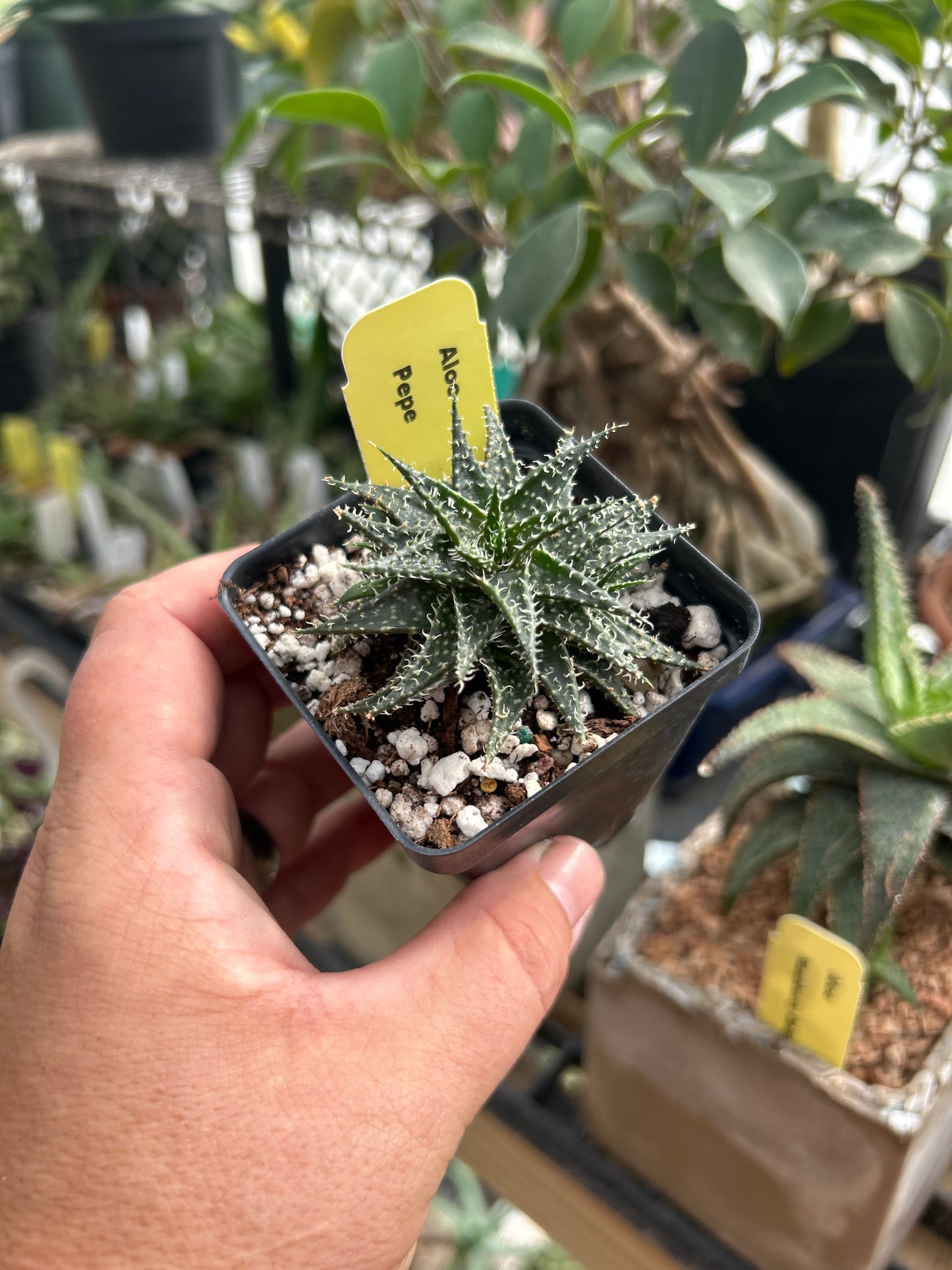 Aloe - ‘Pepe’ dwarf hybrid