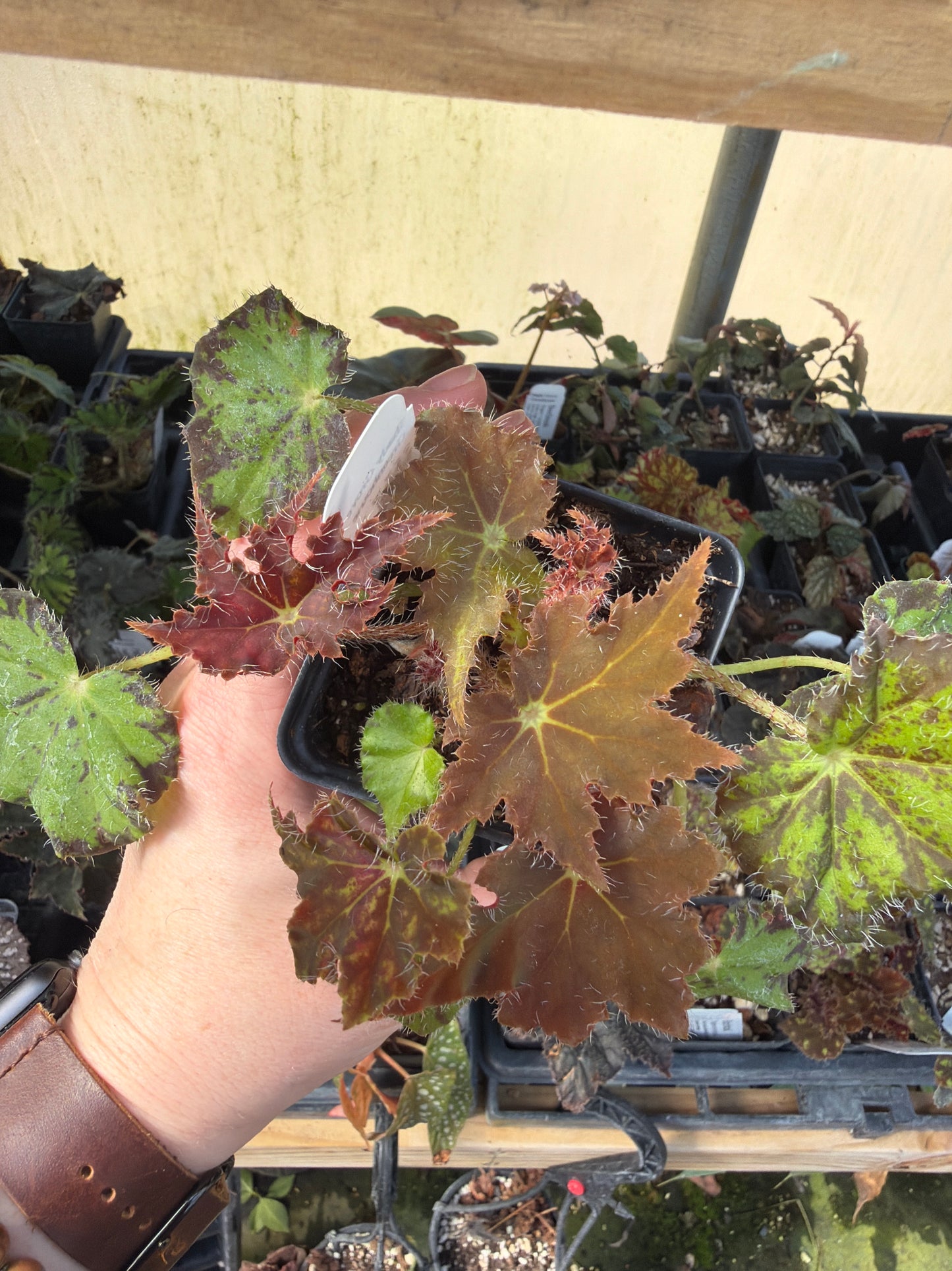 Begonia ‘Monica’ 2” pot -Grower’s Choice