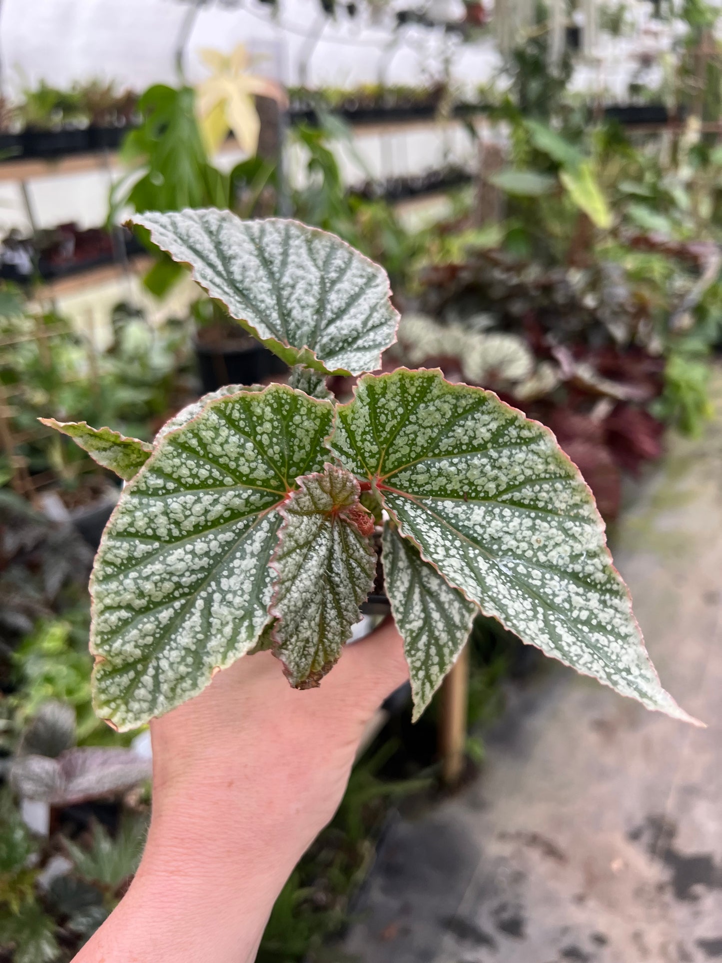 Begonia ‘Frosty’ 2” pot - Growers Choice
