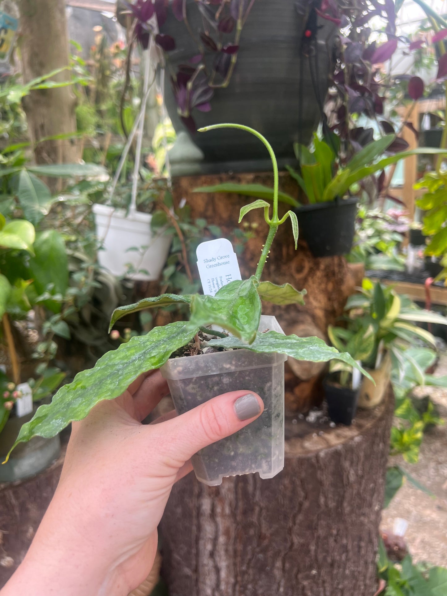 Hoya globulosa B 2”pot - Exact Plant