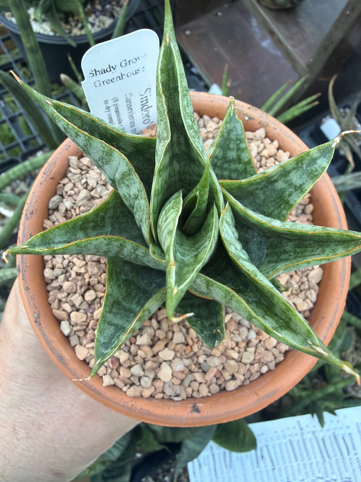 ‘Sindoro’ Sansevieria
