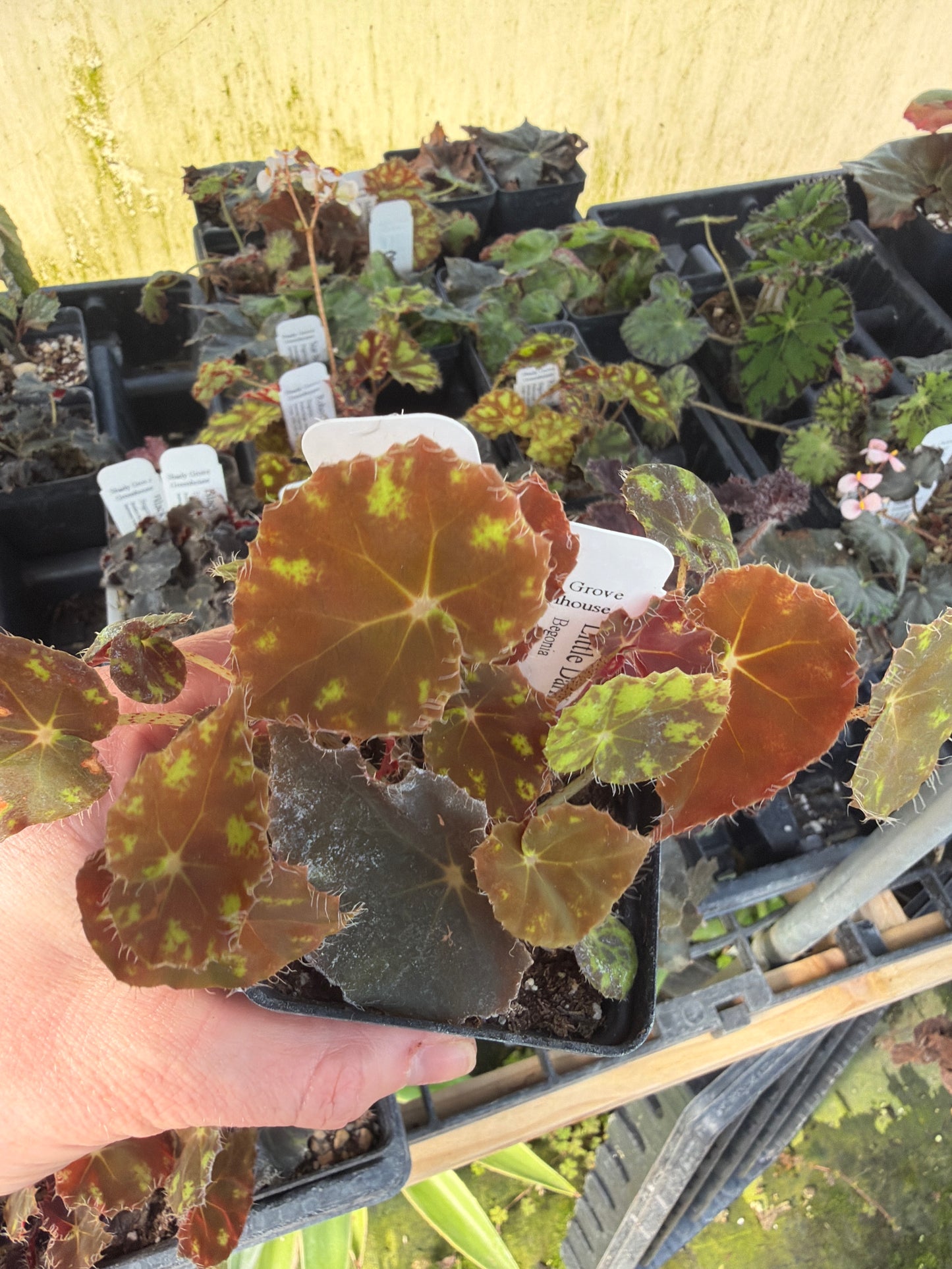 Begonia ‘Little Darling’ 2” pot -Grower’s Choice