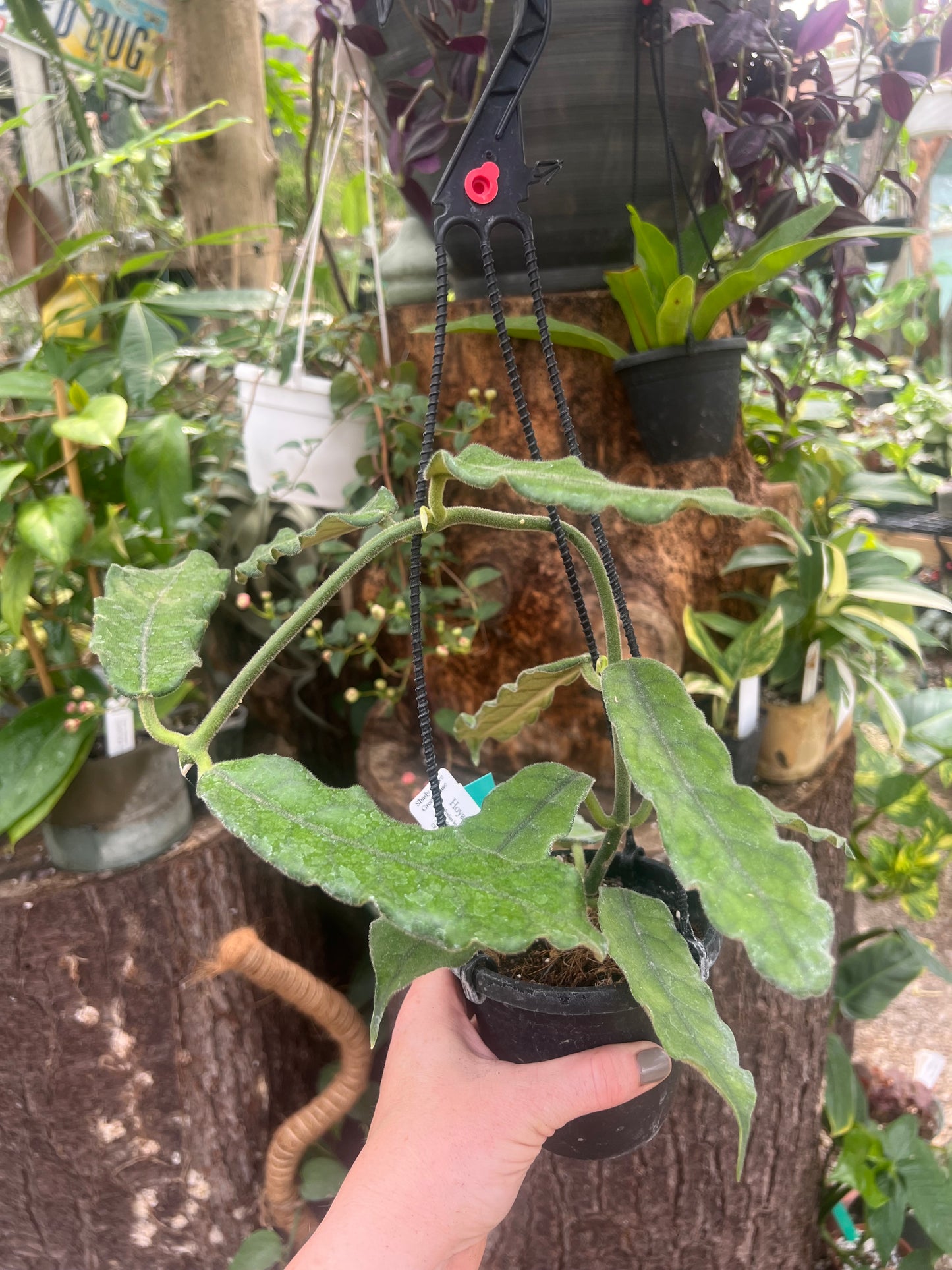 Hoya globulosa 4” hanging basket - Exact Plant