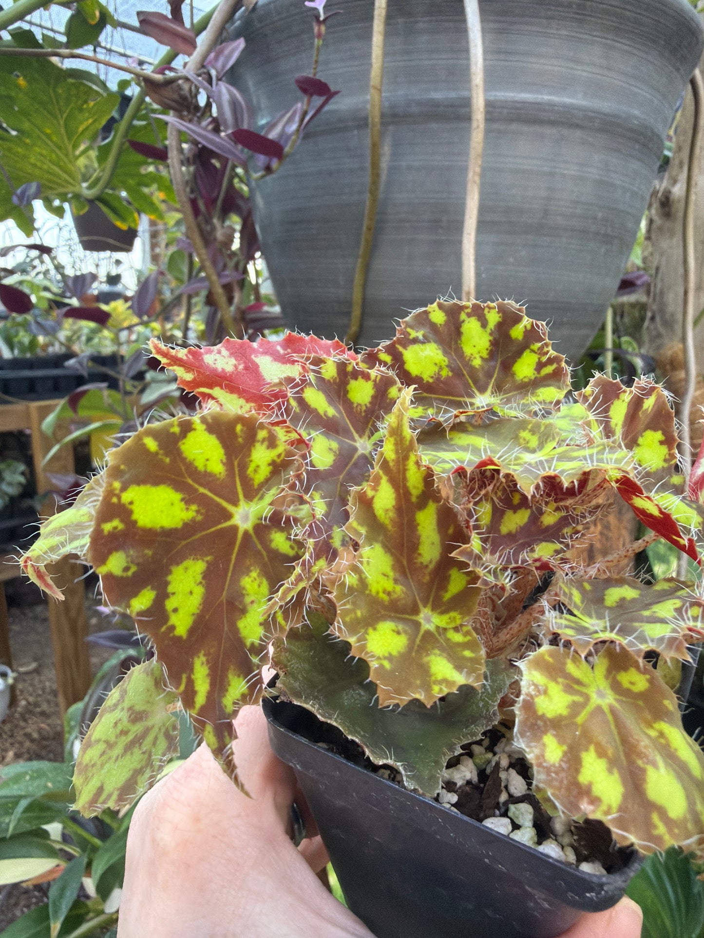 Begonia ‘Robert Shatzer’ 2” pot -Grower’s Choice
