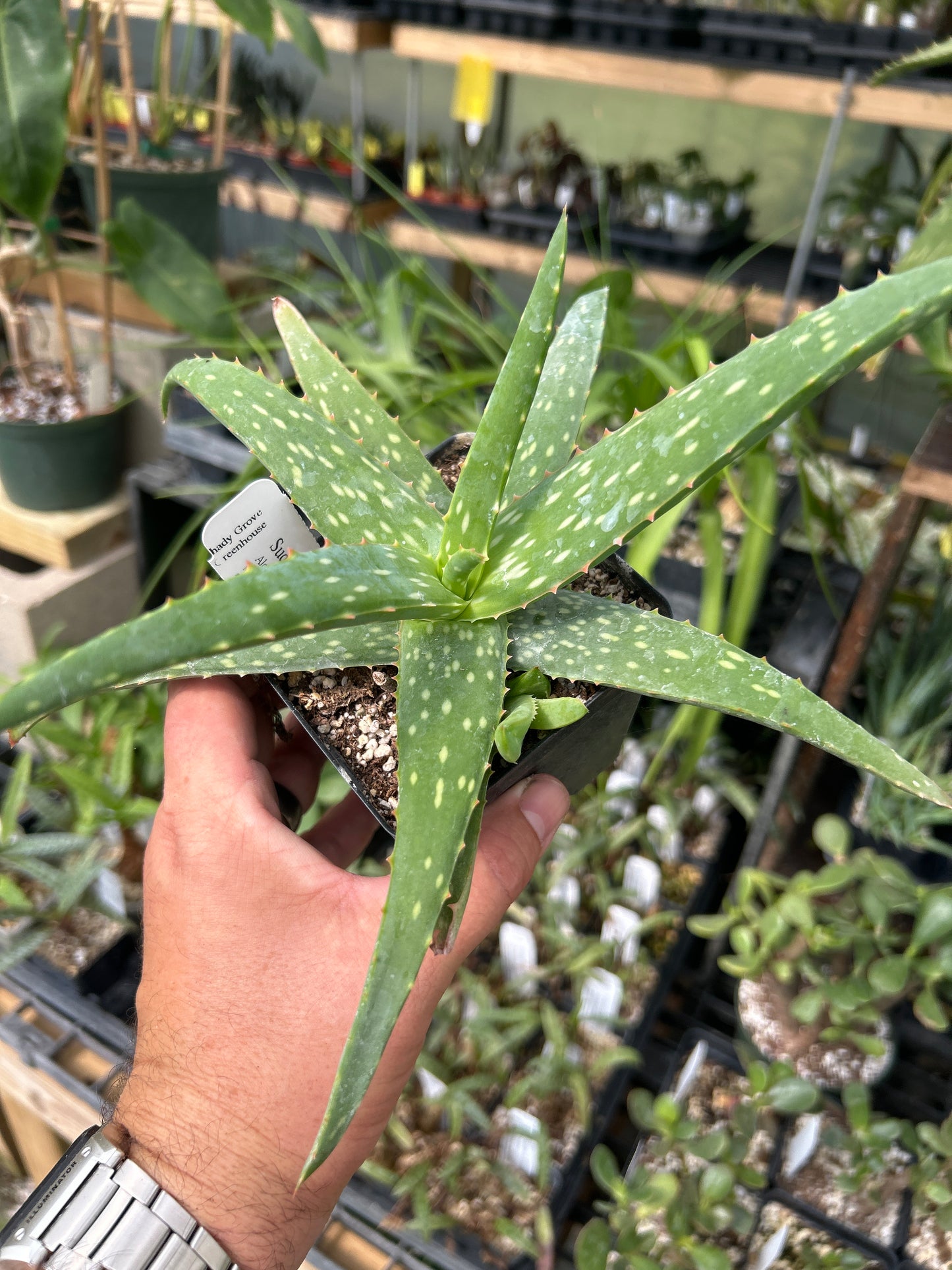 Aloe sinkatana - Sudanese Aloe
