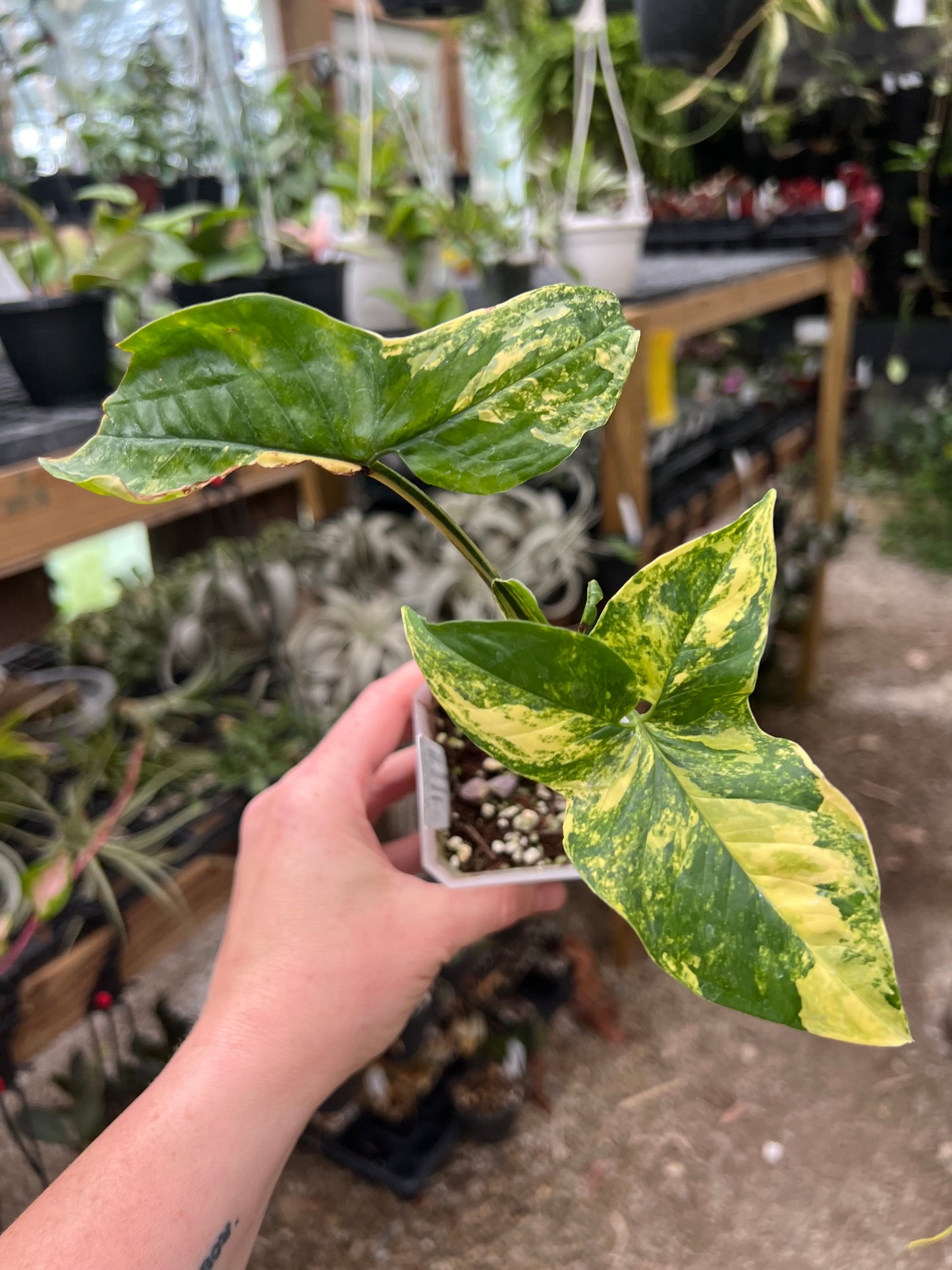 Syngonium Aurea 2”pot - Exact Plant