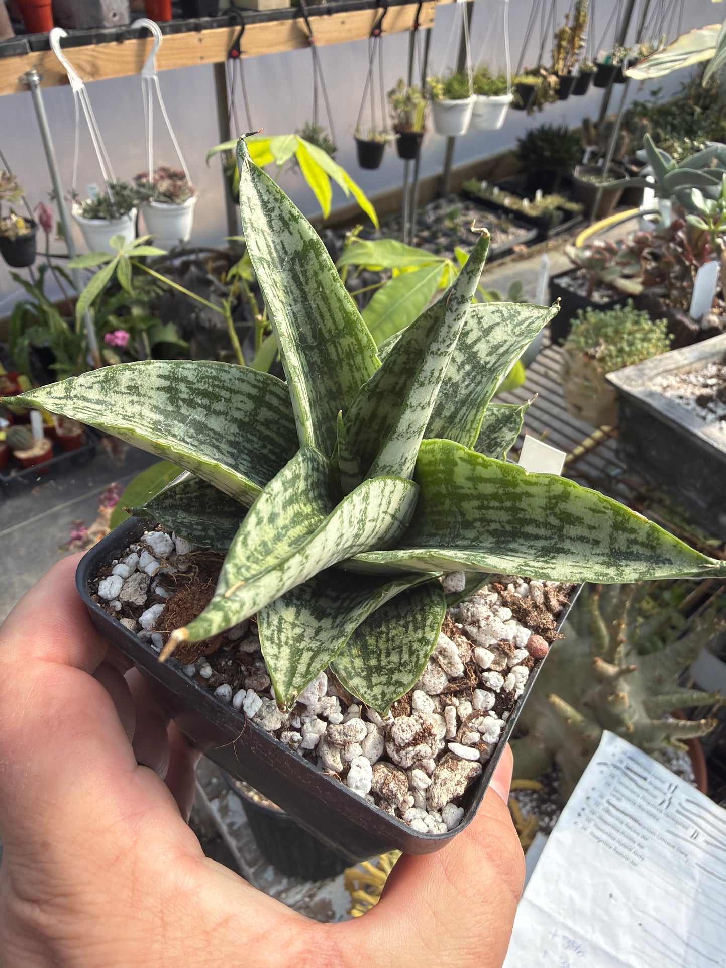 Sansevieria ‘Mosar’