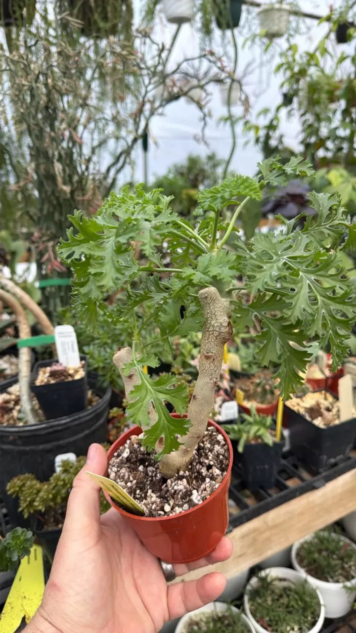 Pelargonium dasyphyllum