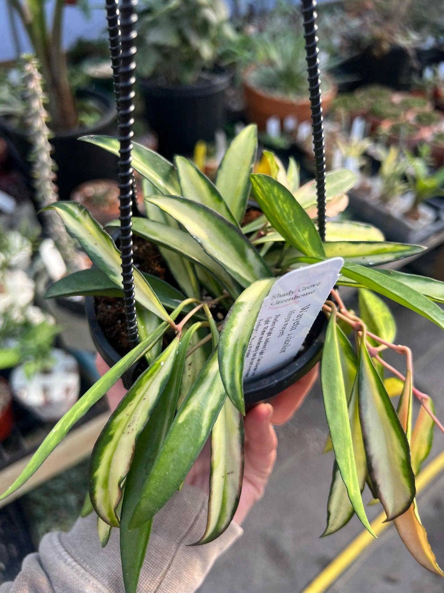 Hoya Wayetii Tricolor 4 hanging basket- Growers Choice