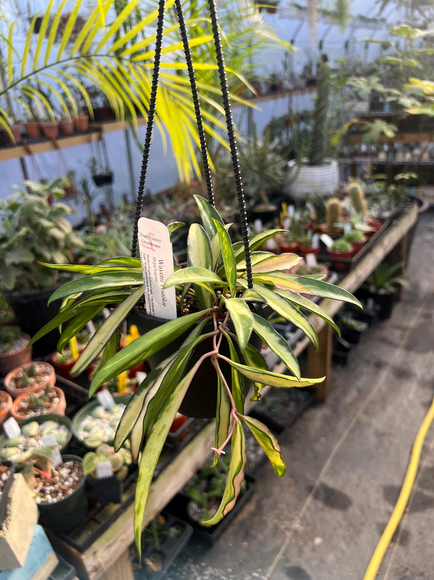 Hoya Wayetii Tricolor 4 hanging basket- Growers Choice