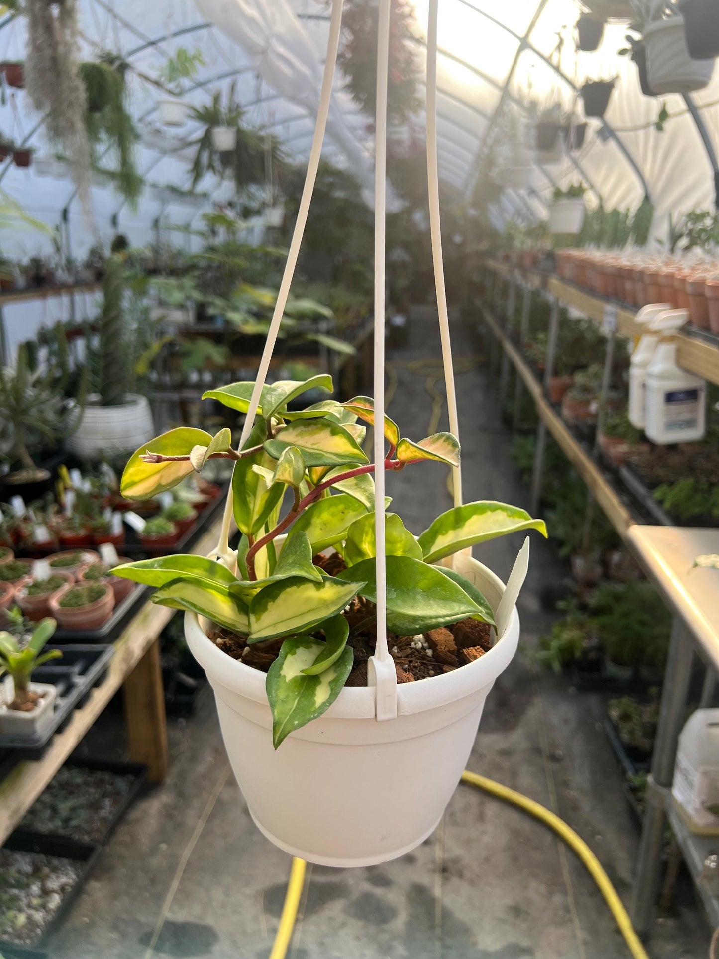 Hoya Exotica 6 hanging basket- Growers Choice
