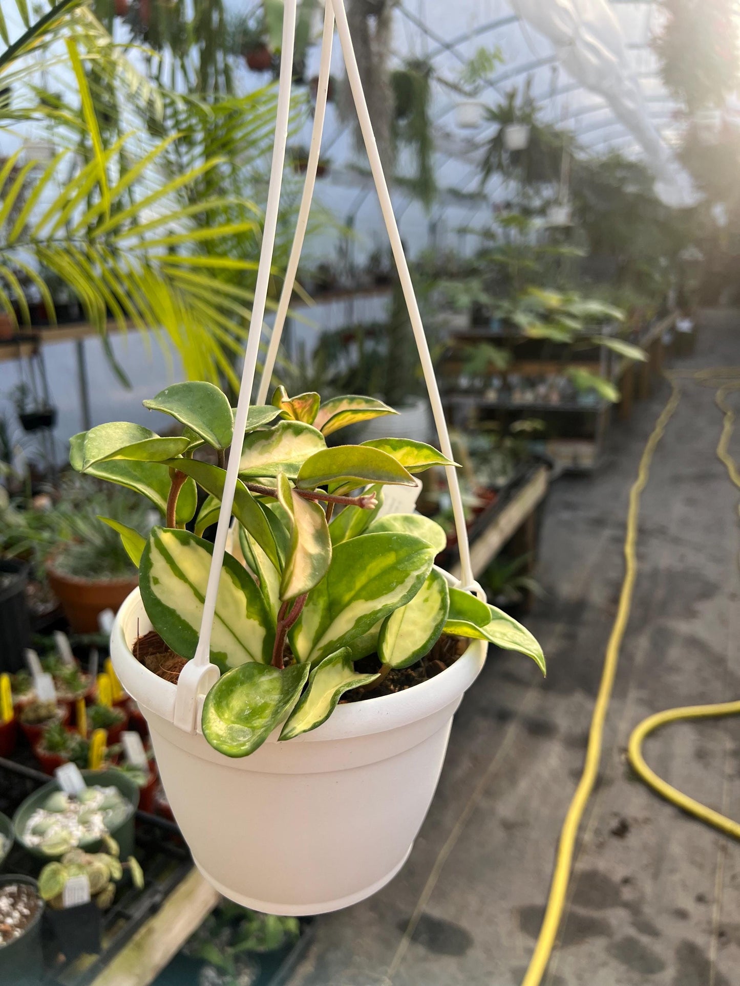 Hoya Exotica 6 hanging basket- Growers Choice