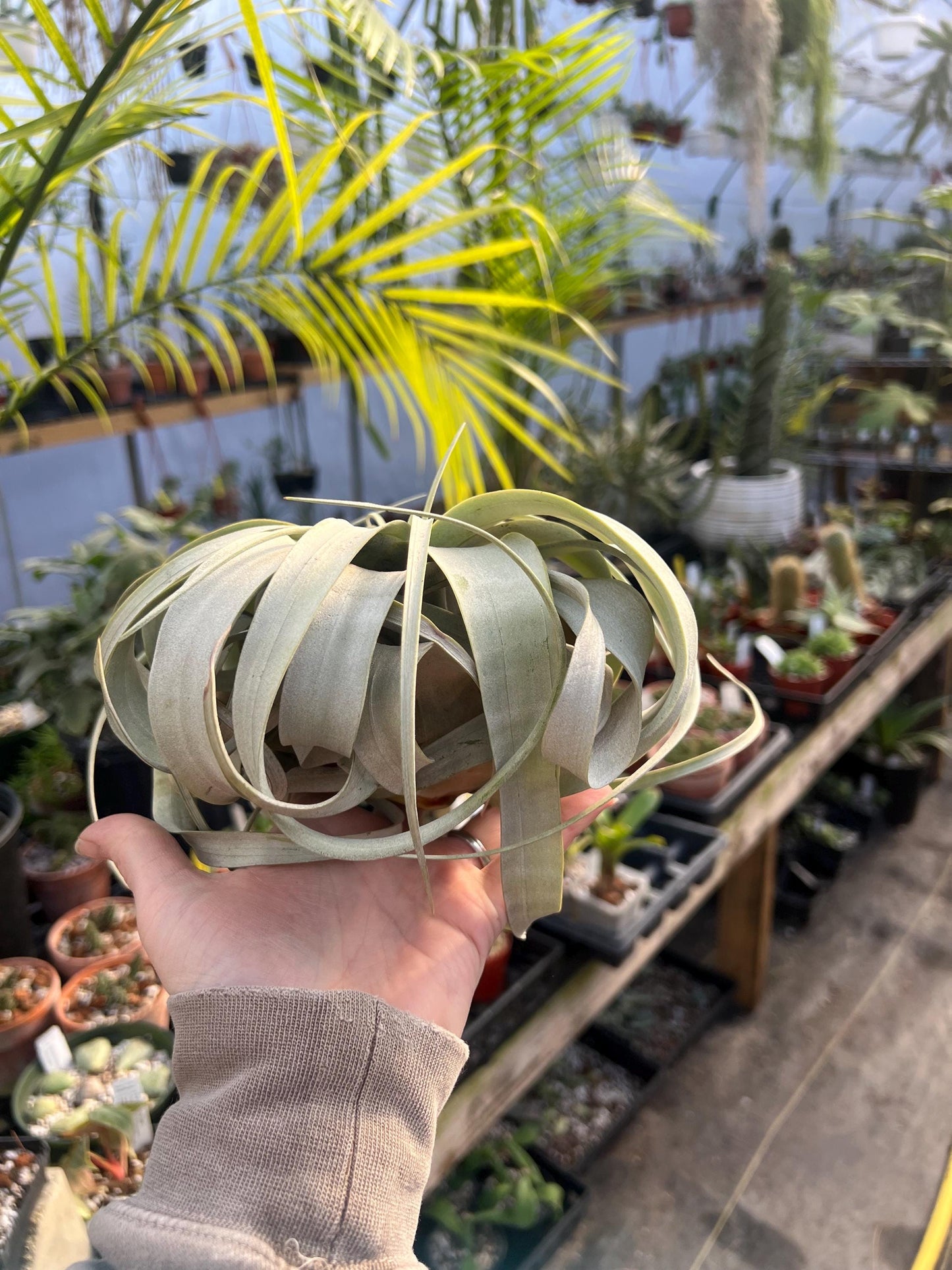 Xerographica Airplant Large- Grower’s Choice