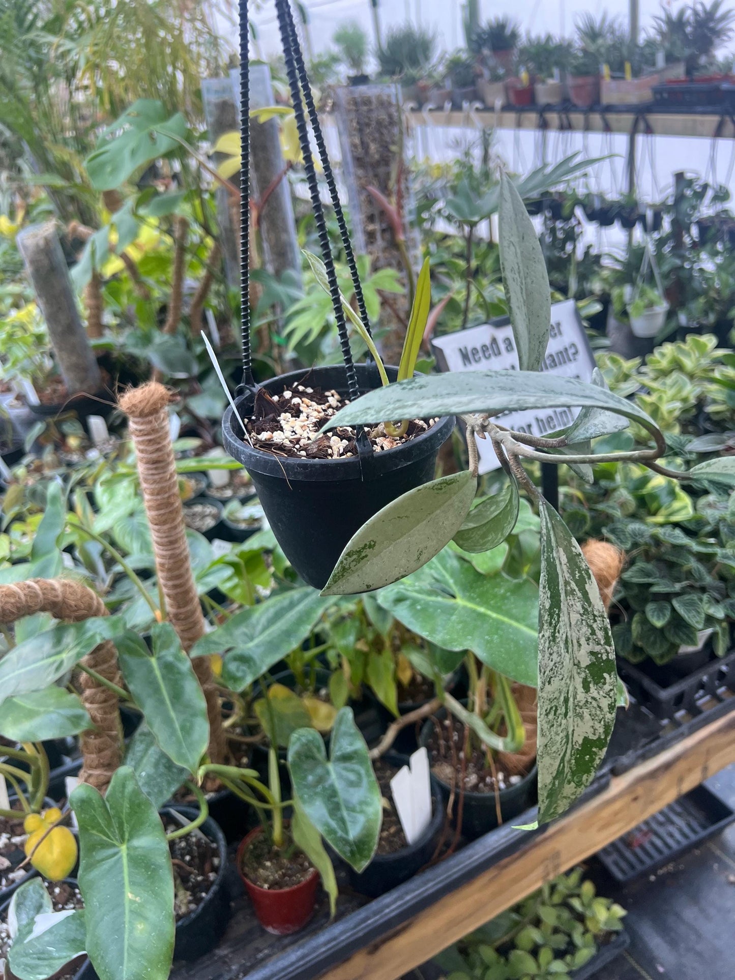 Hoya Pubicalyx Pink Silver Ghost 4 hanging basket- Exact Plant