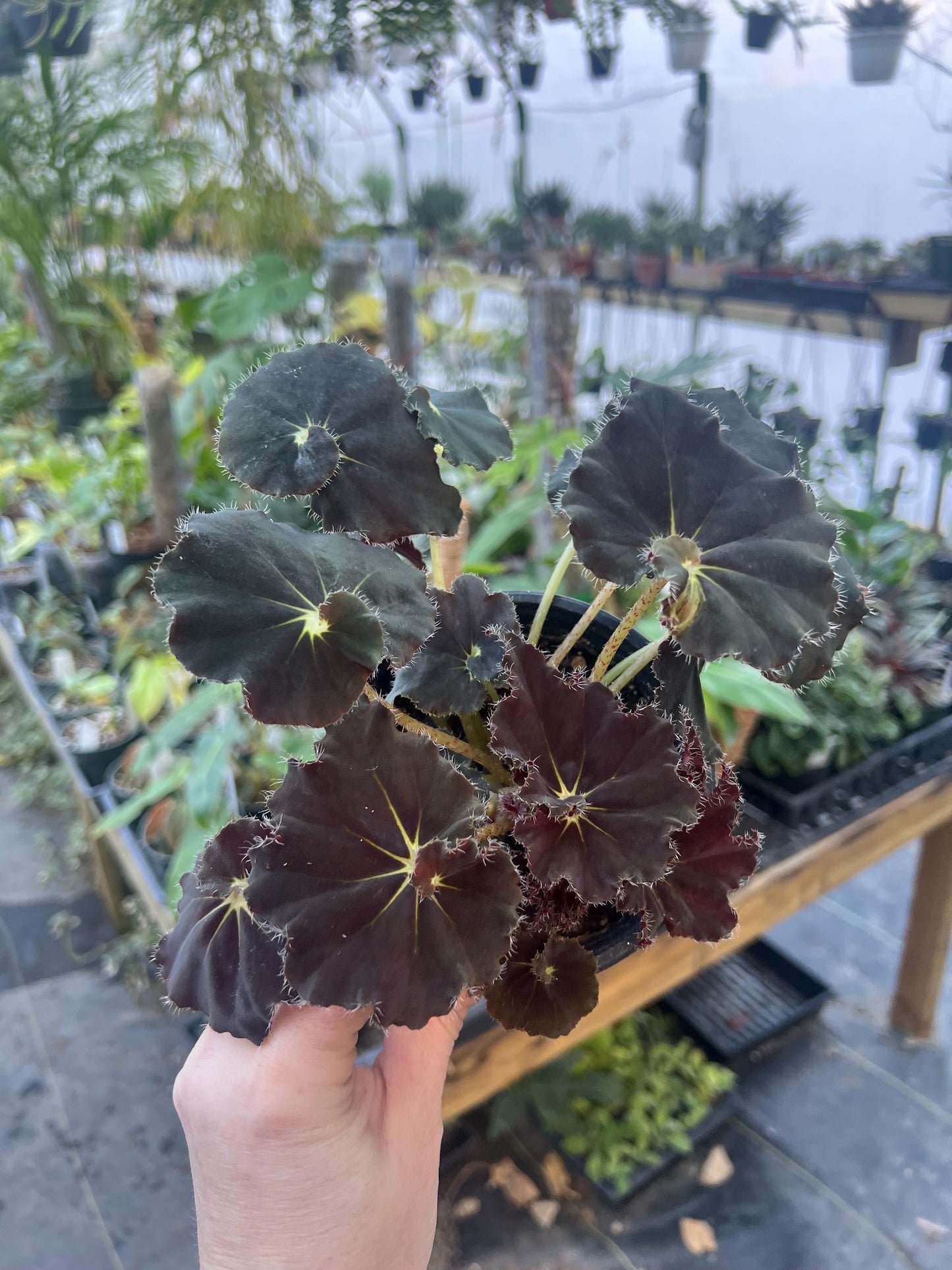 Begonia Black Mamba 4 pot - Growers Choice