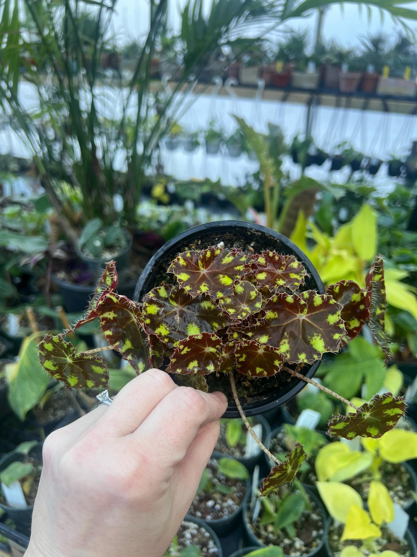 Begonia Tiger Kitten 4 pot - Growers Choice