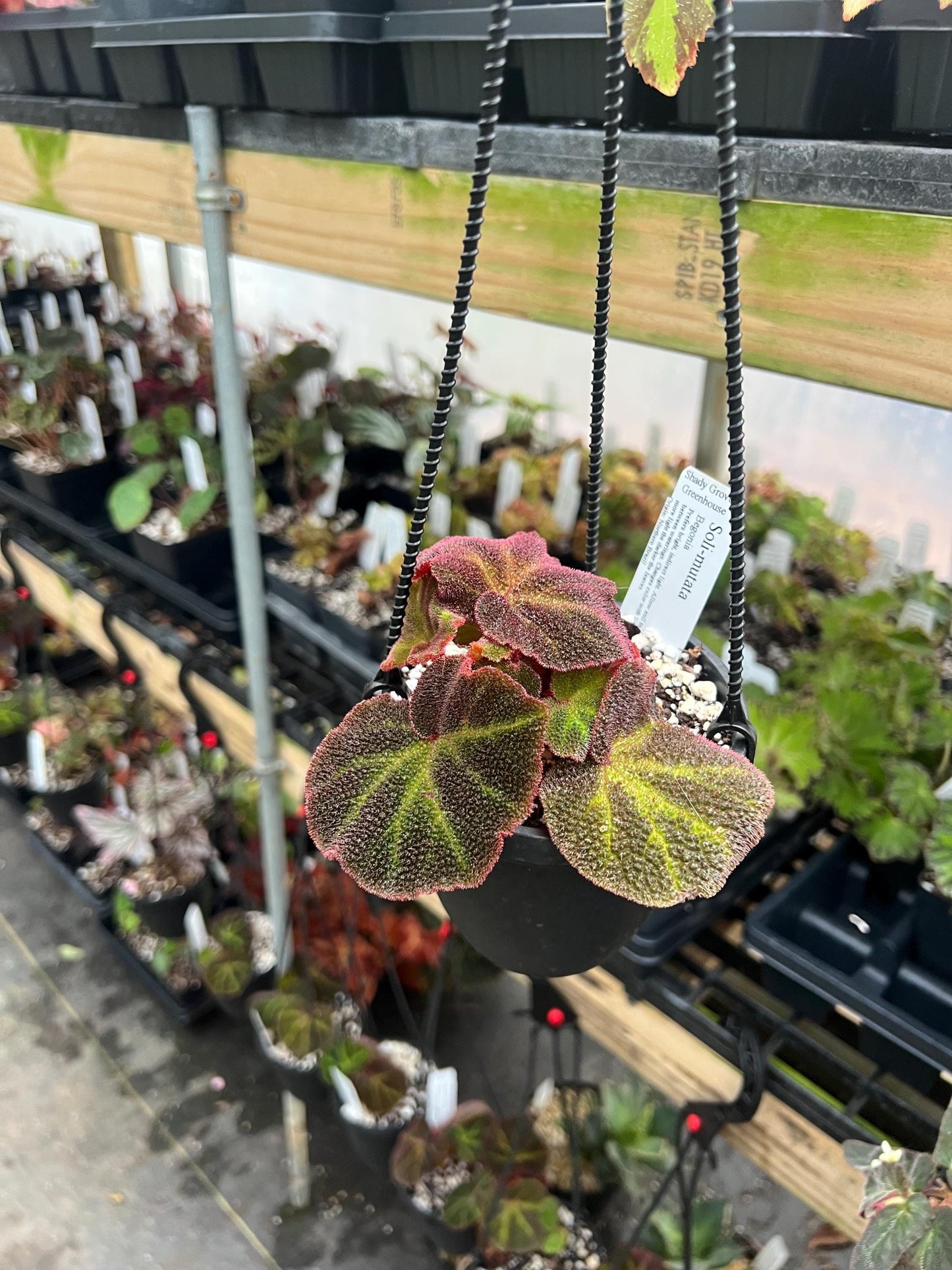 Begonia Soli Mutata 4 hanging basket- Growers Choice