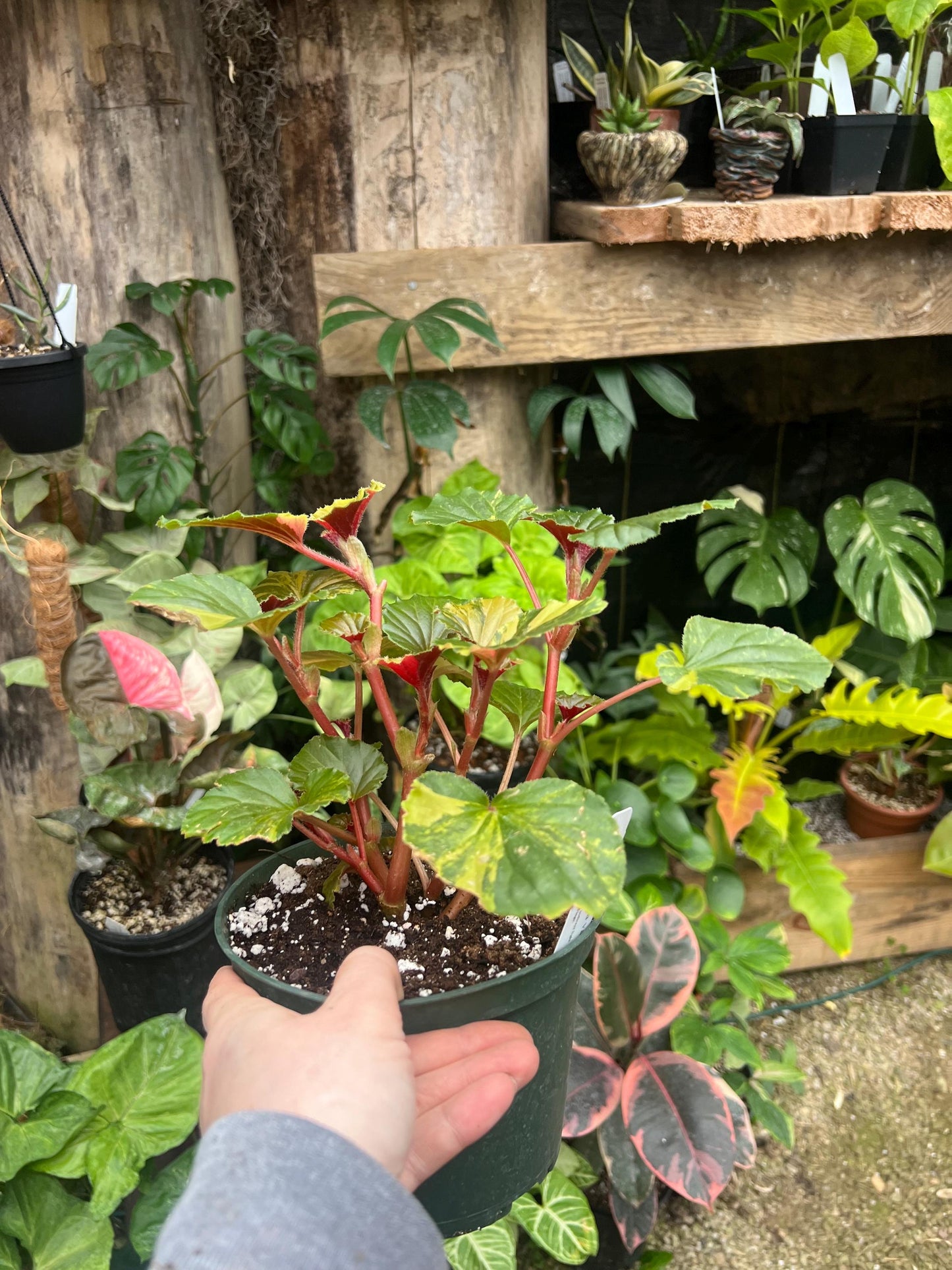 Begonia Cucullata Variegated 4 pot - Exact Plant