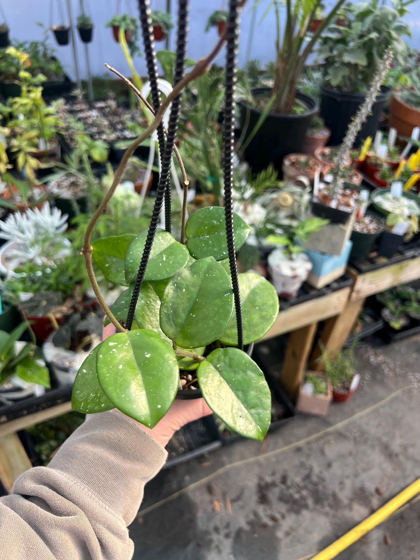 Hoya Carnosa Splash 4 hanging basket- Growers Choice