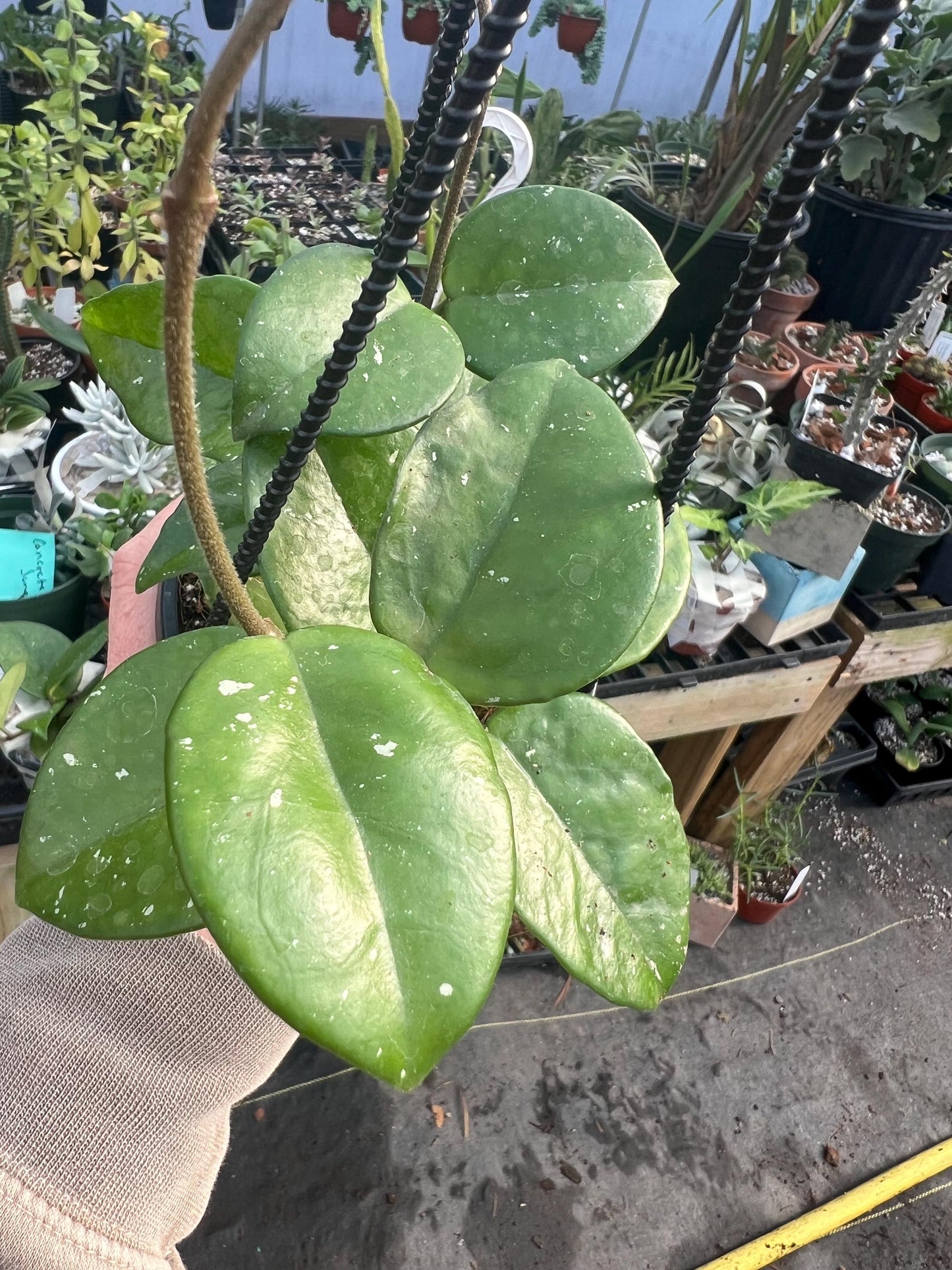 Hoya Carnosa Splash 4 hanging basket- Growers Choice
