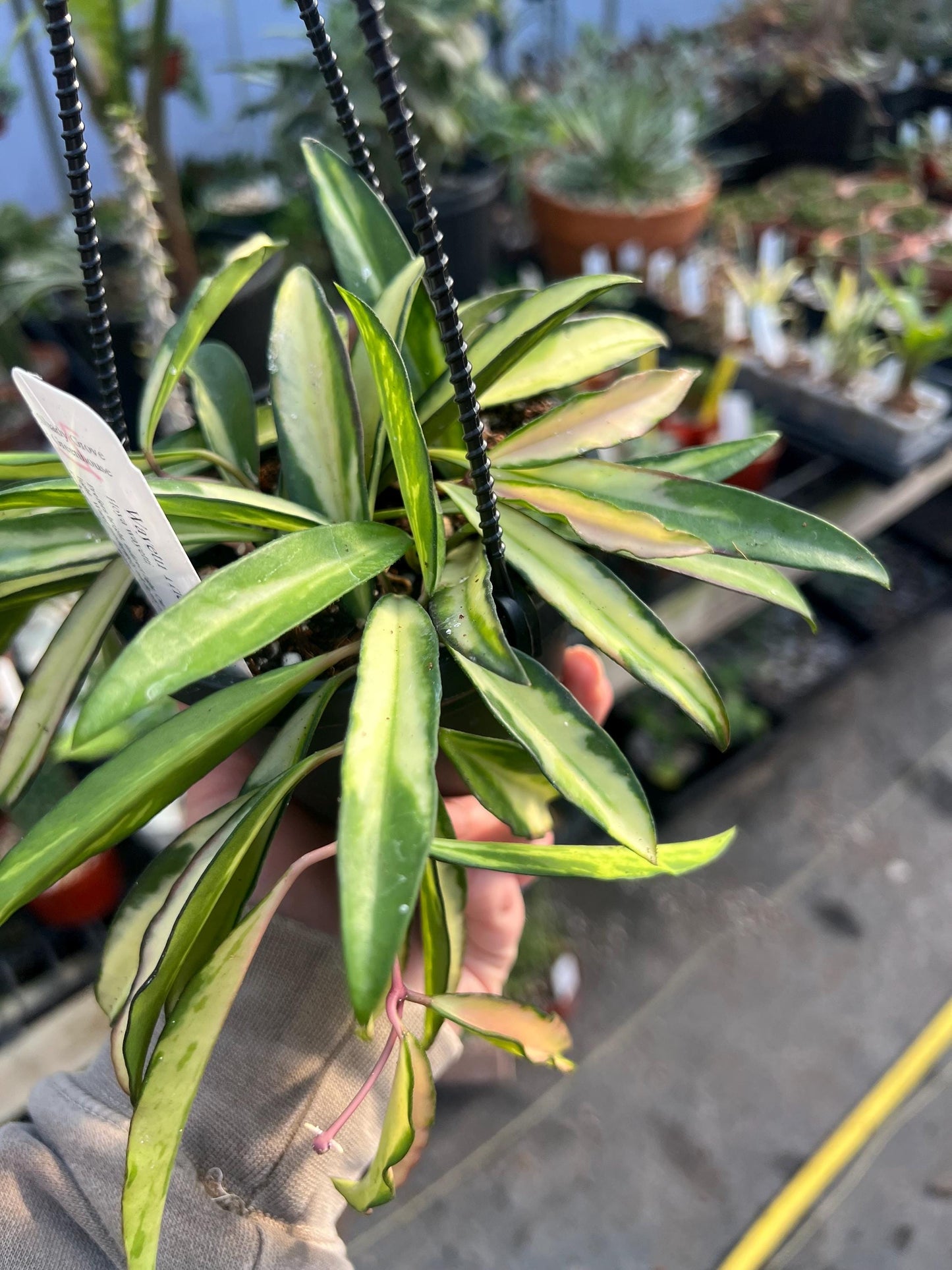 Hoya Wayetii Tricolor 4 hanging basket- Growers Choice