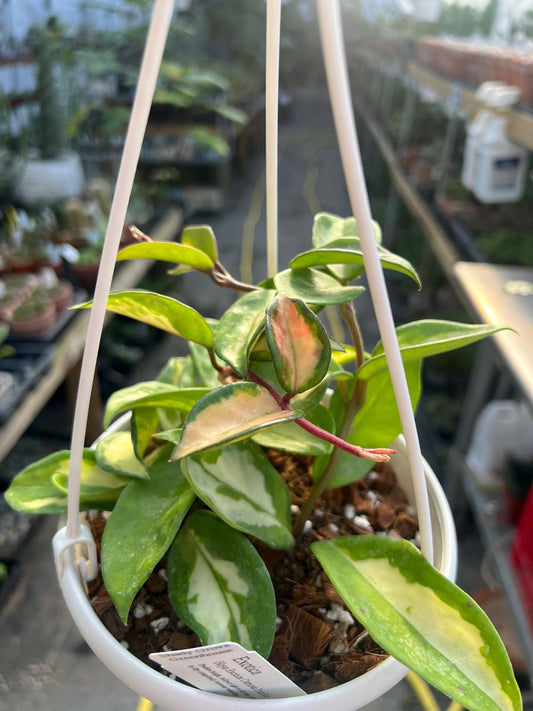 Hoya Exotica 6 hanging basket- Growers Choice
