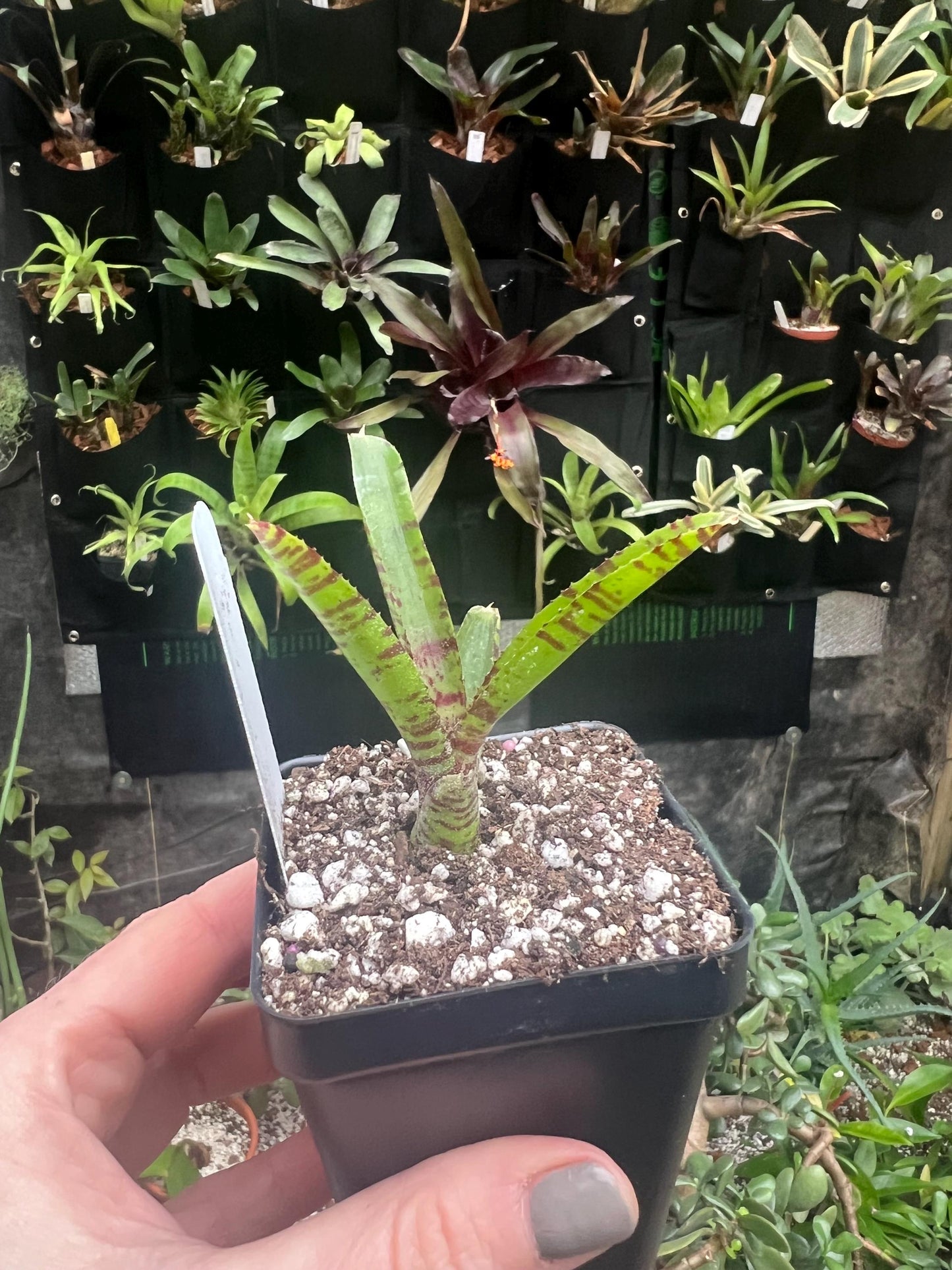 Mouser Bromeliad neoregelia - Growers choice - Chemical Free - Bareroot