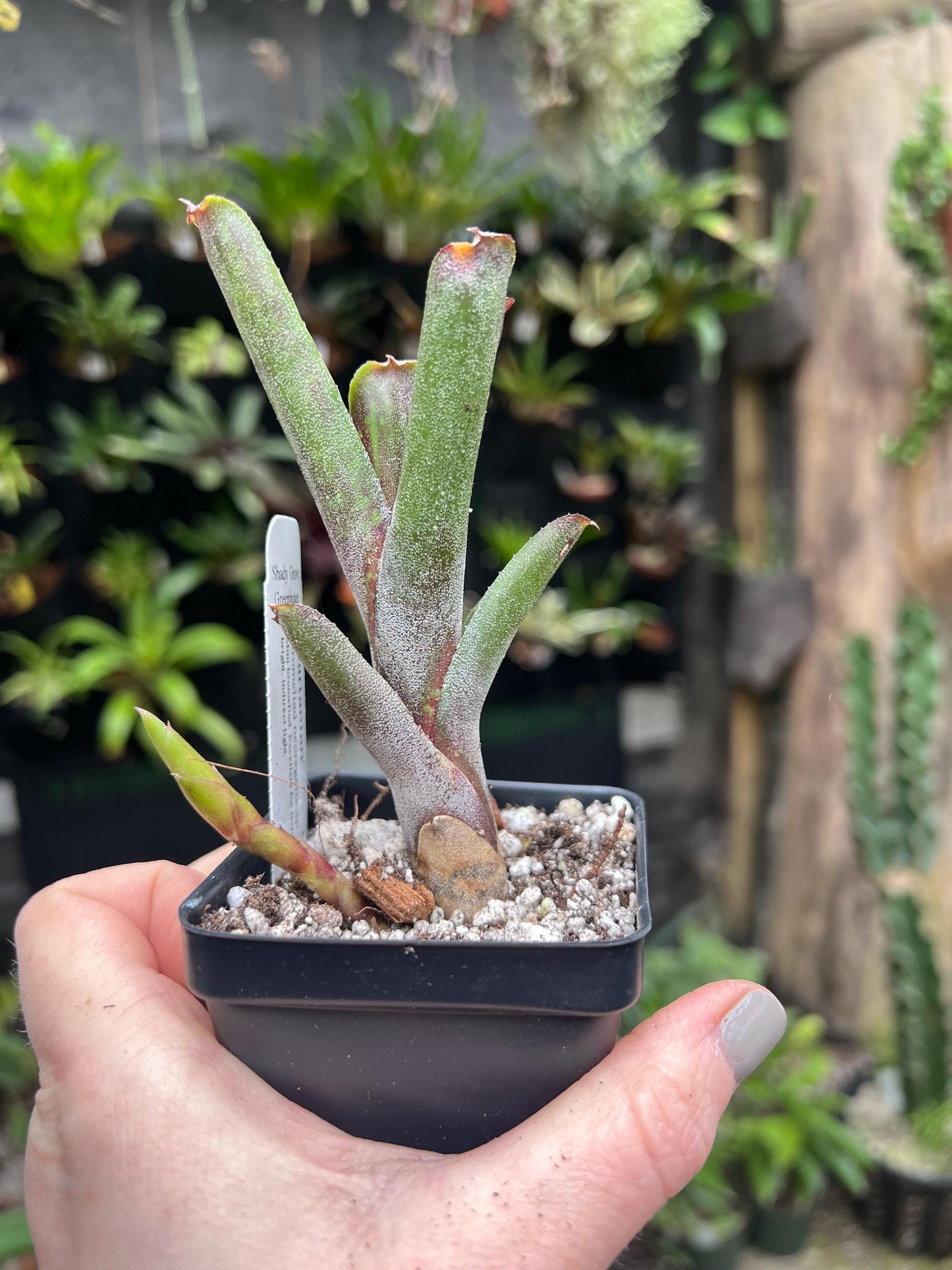 Dartanian Bromeliad neoregelia - Growers choice - Chemical Free - Bareroot