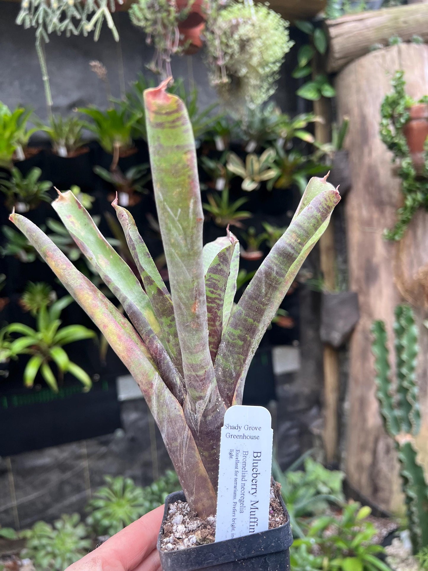 Blueberry Muffin Bromeliad neoregelia - Exact Plant - Chemical Free - Bareroot
