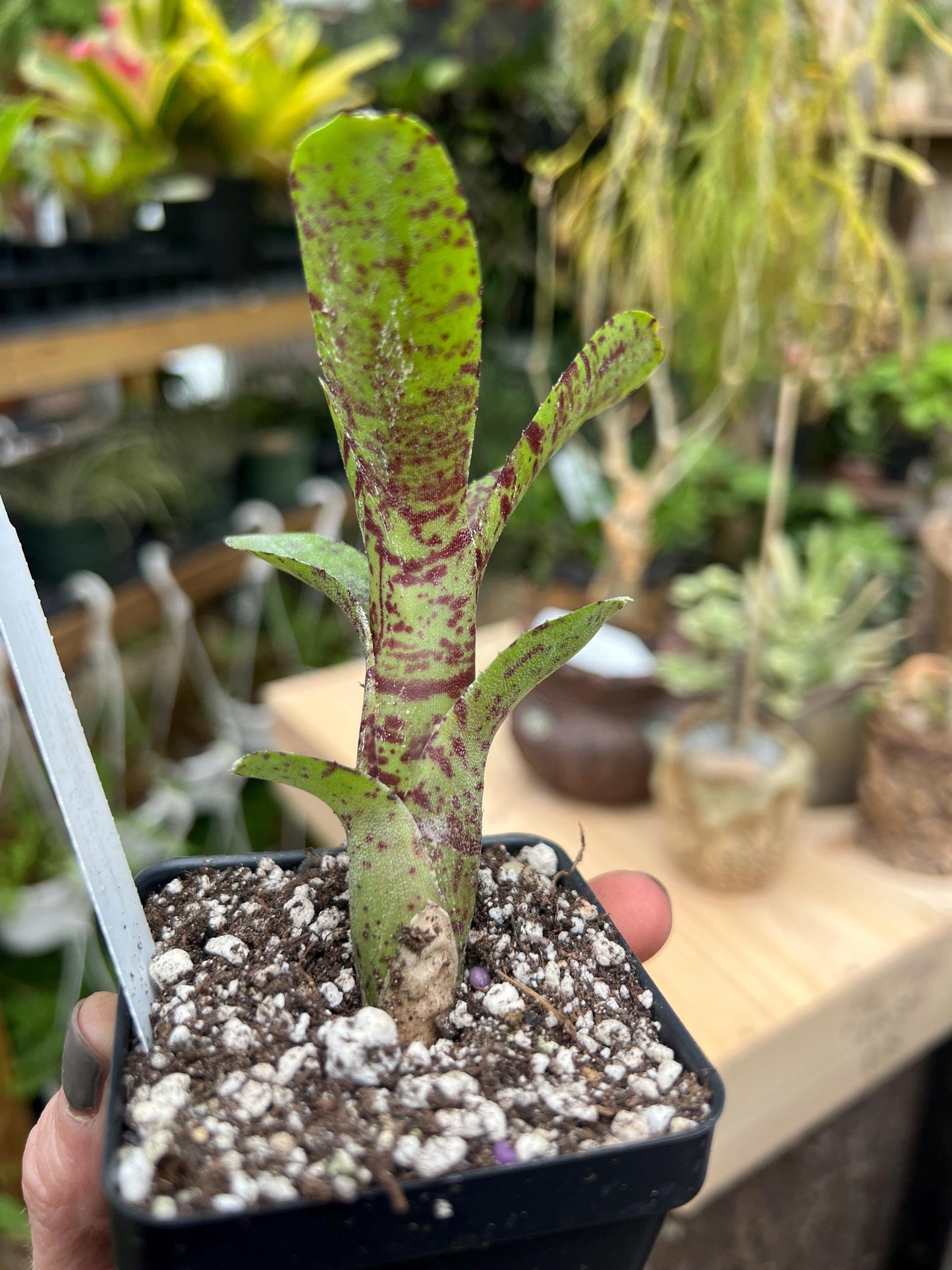 Red Waif x Fireball Bromeliad neoregelia - Exact Plant - Chemical Free - Bareroot